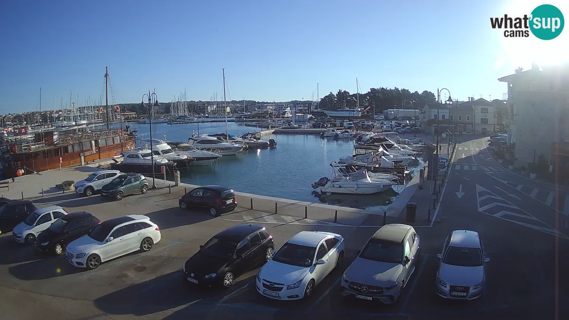 Novigrad | Porporela marina