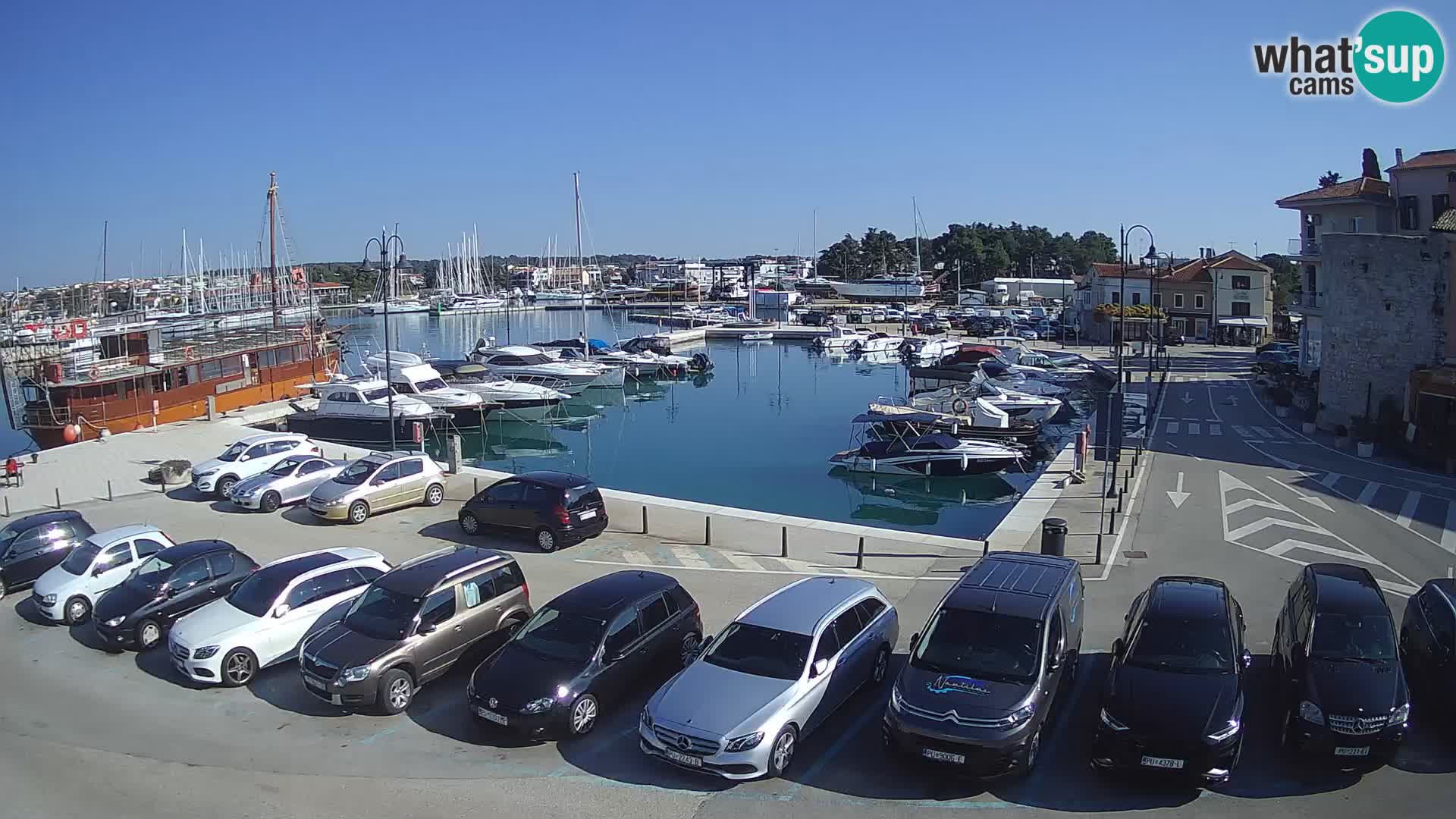 Novigrad | Porporela marina