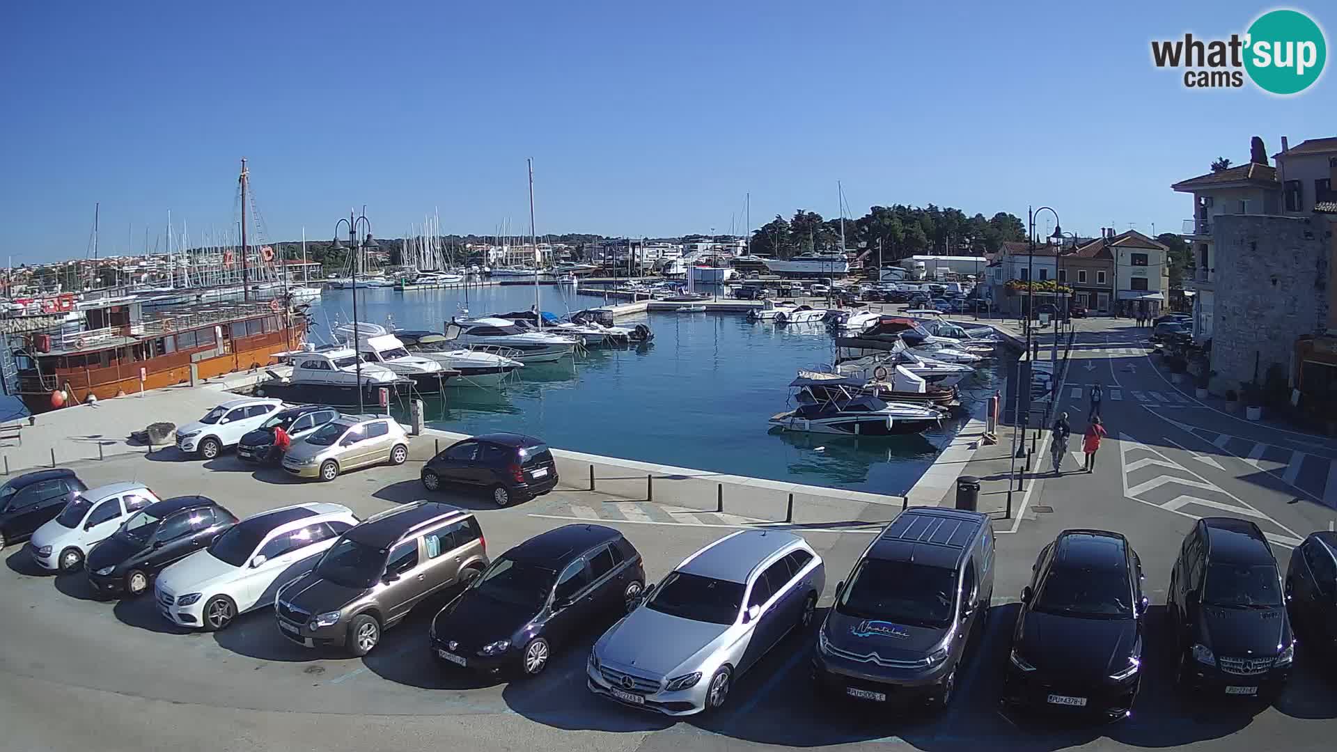 Novigrad | Porporela marina