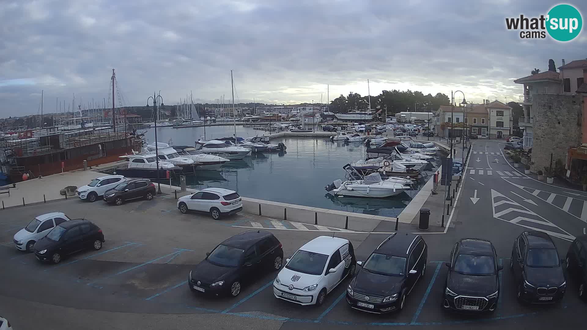 Novigrad | Porporela marina