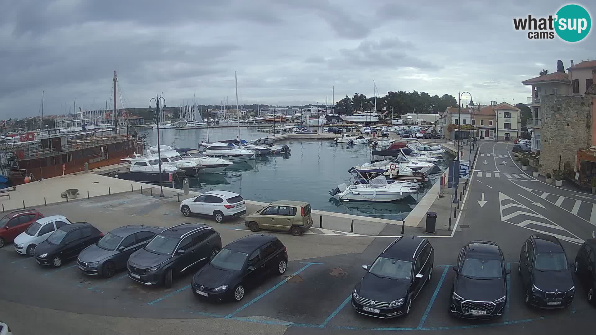 Novigrad | Porporela marina