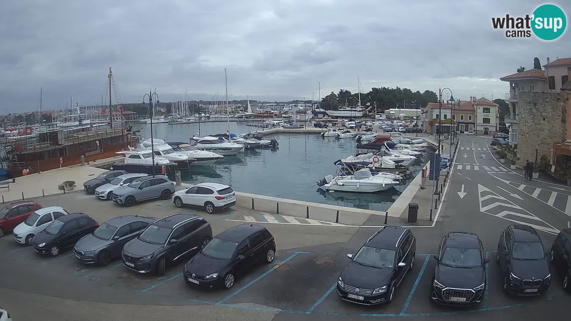 Novigrad | Porporela marina