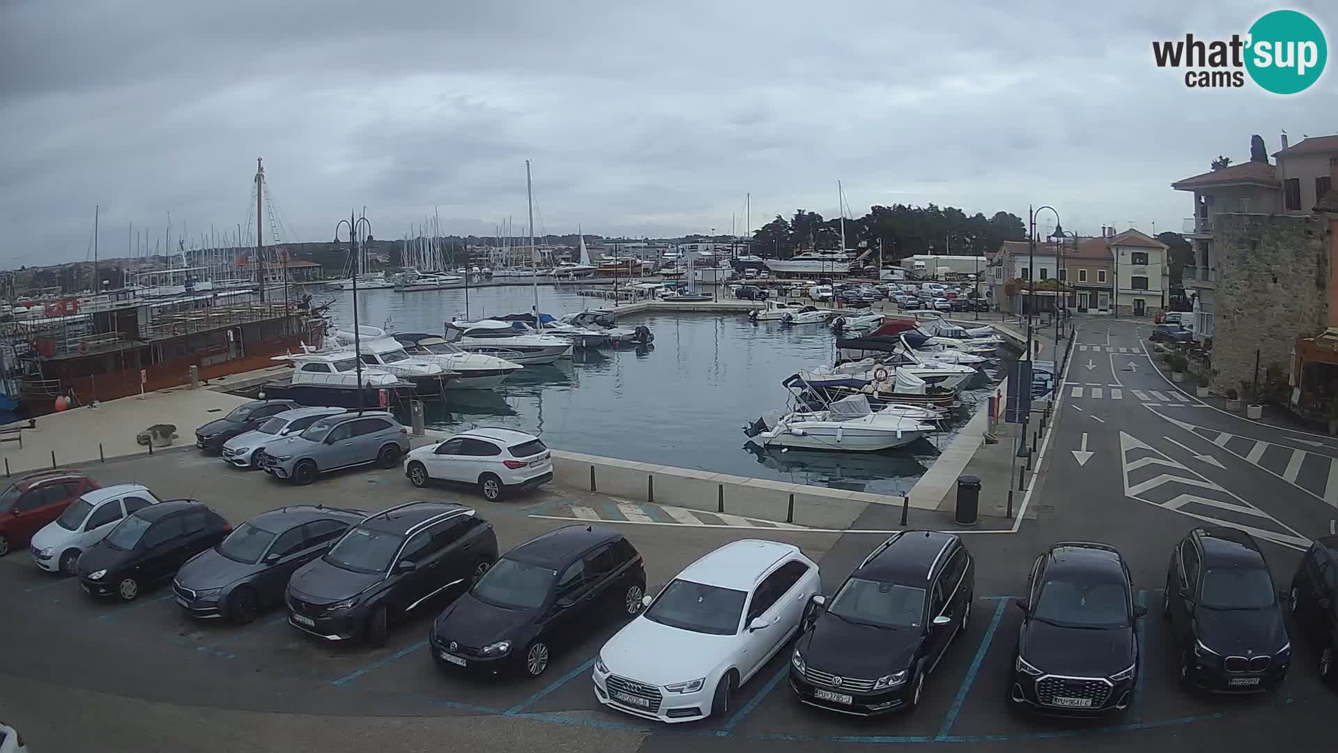 Novigrad | Porporela marina