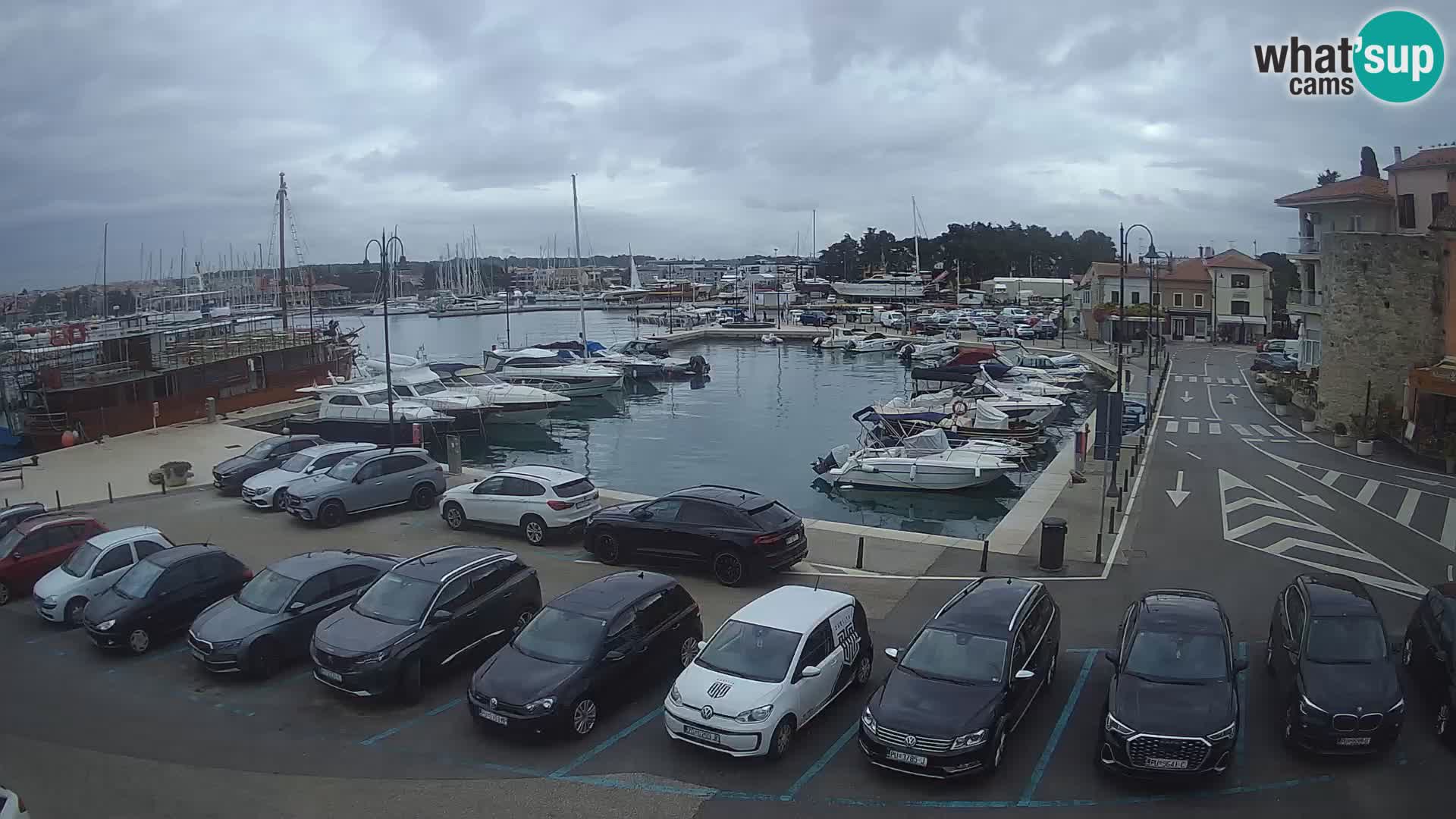 Novigrad | Porporela marina