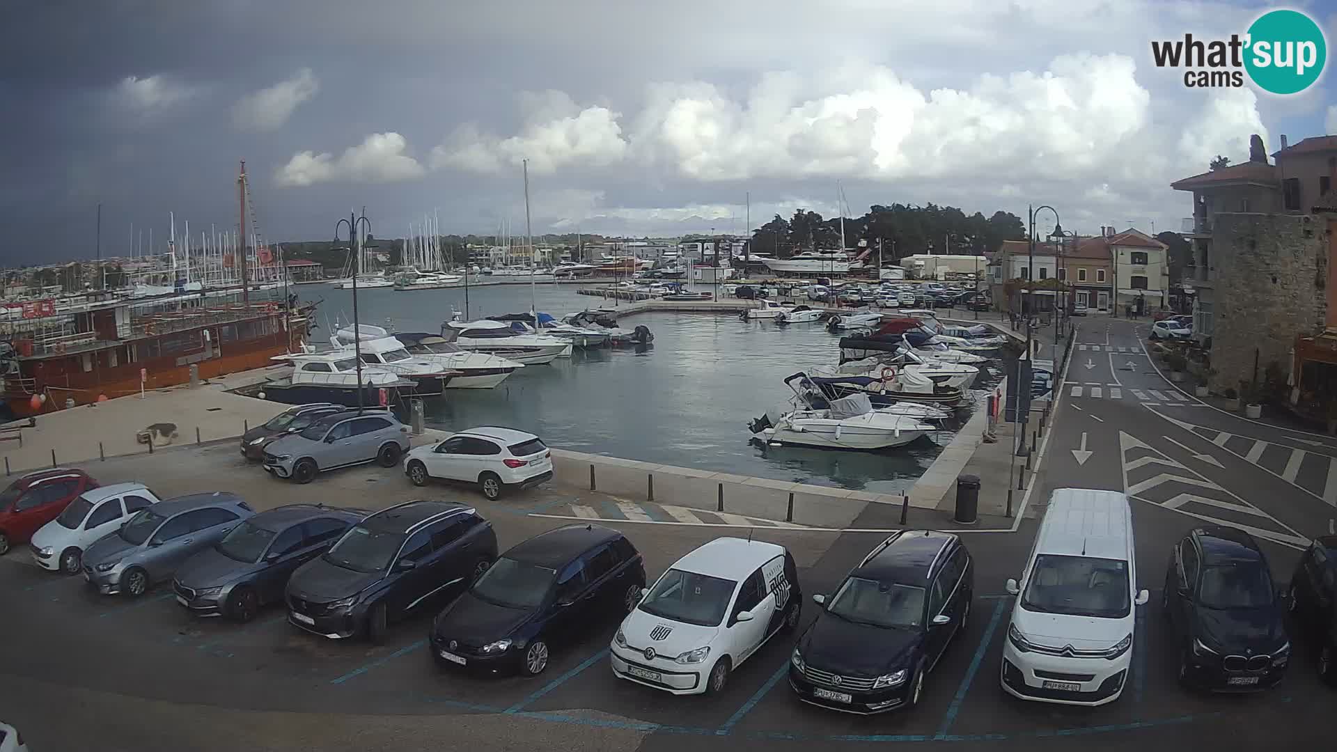 Novigrad | Porporela marina