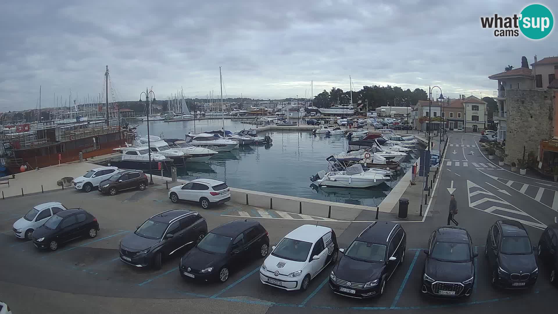 Novigrad | Porporela marina