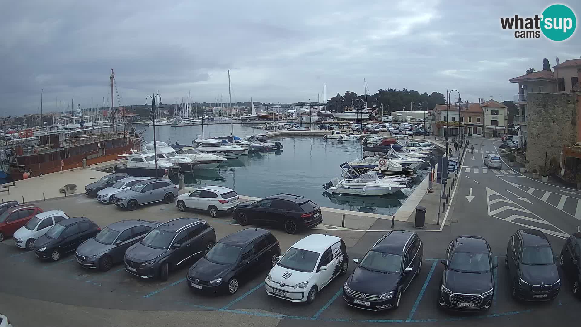 Novigrad | Porporela marina