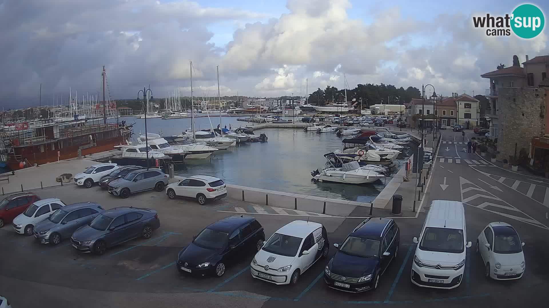 Novigrad | Porporela marina