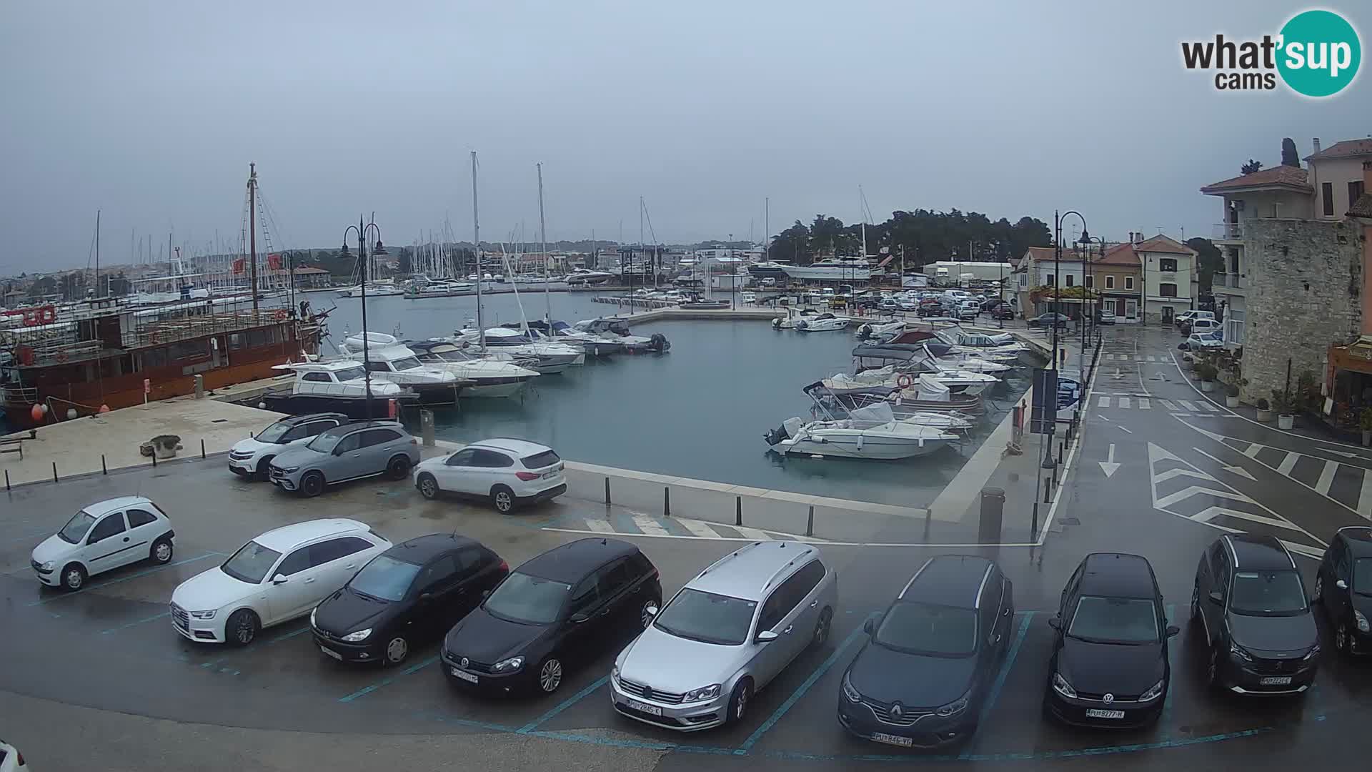 Novigrad | Porporela marina