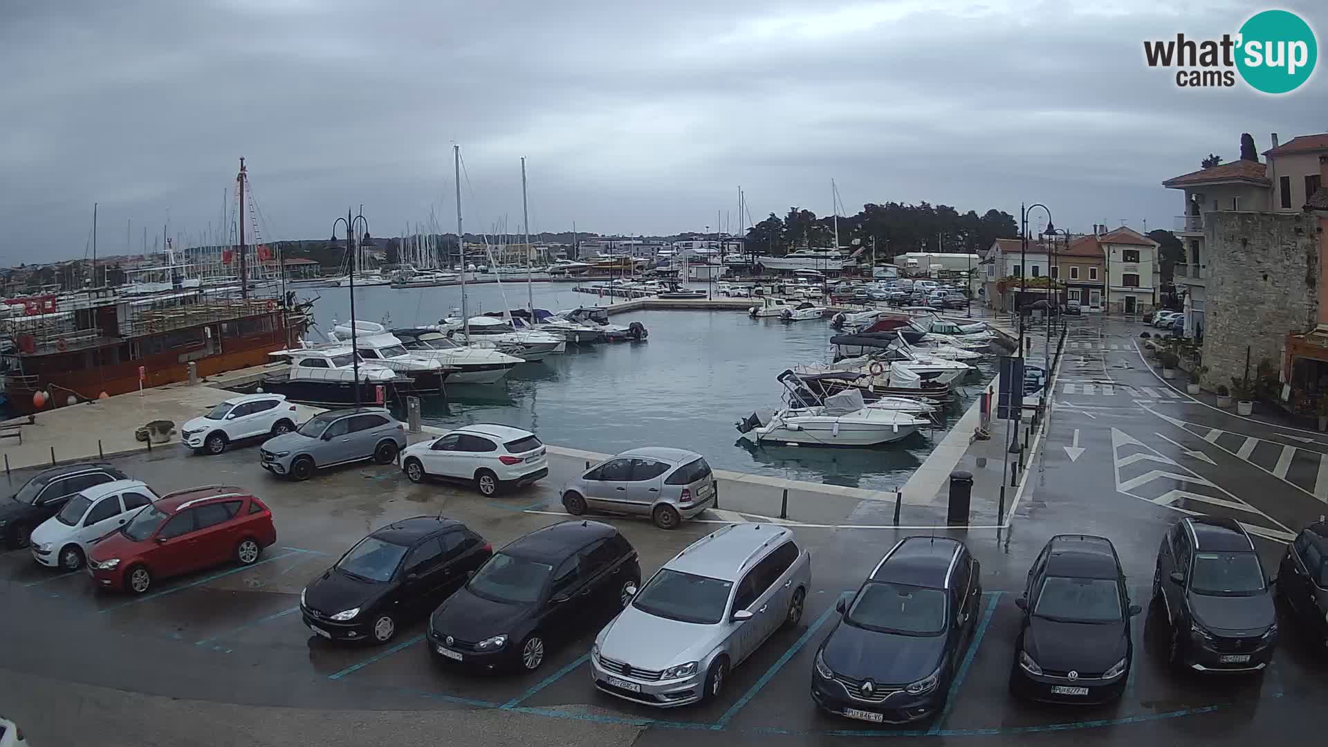 Novigrad | Porporela marina
