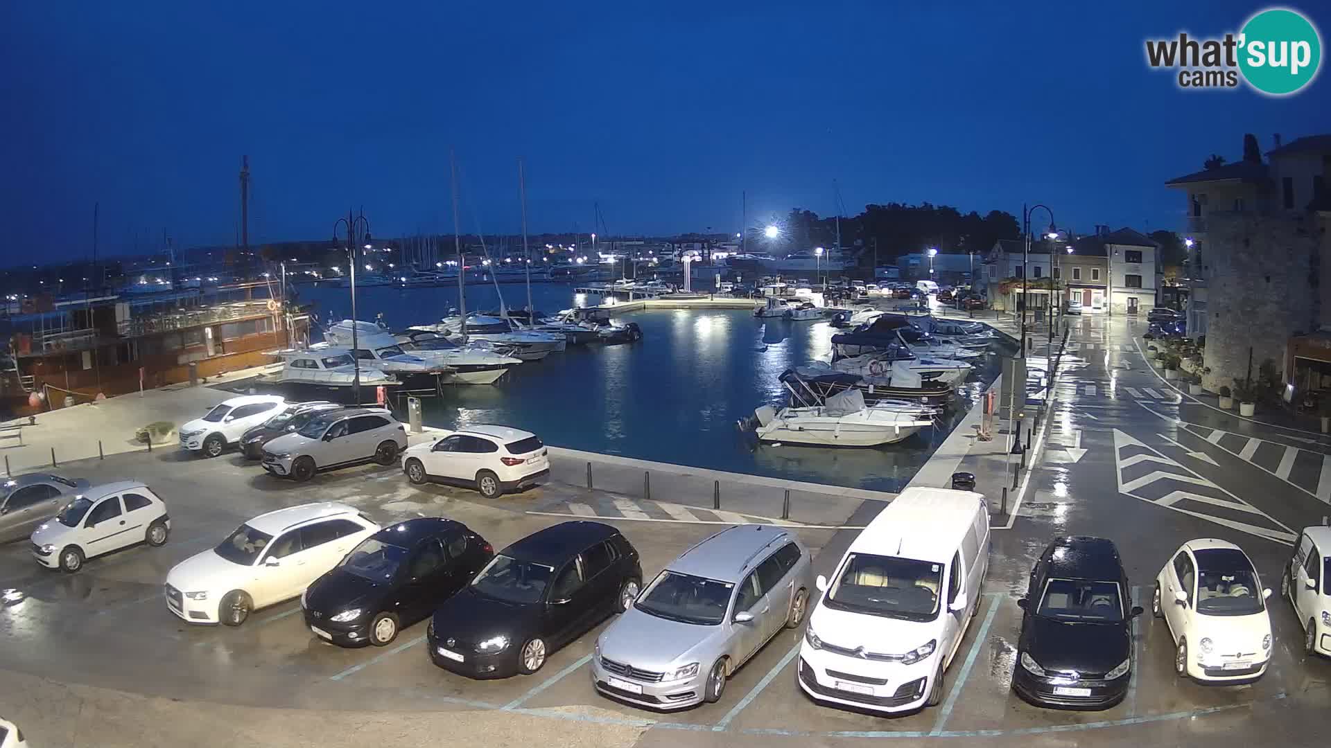 Novigrad | Porporela marina