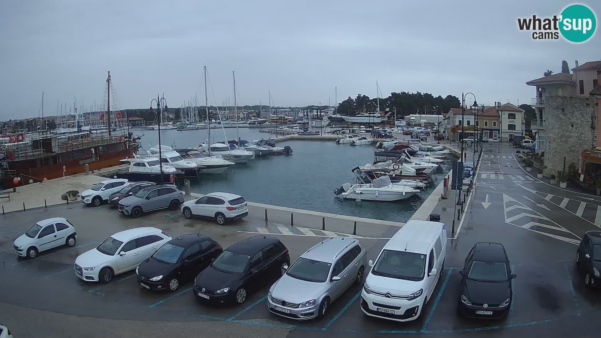 Novigrad | Porporela marina