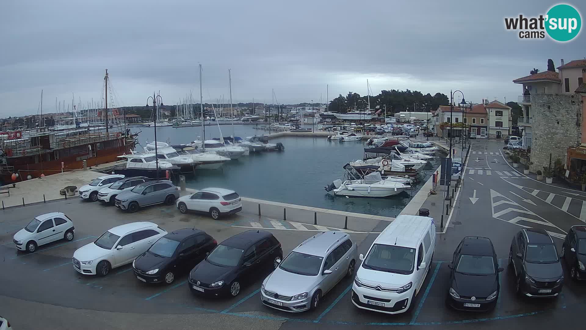 Novigrad | Porporela marina