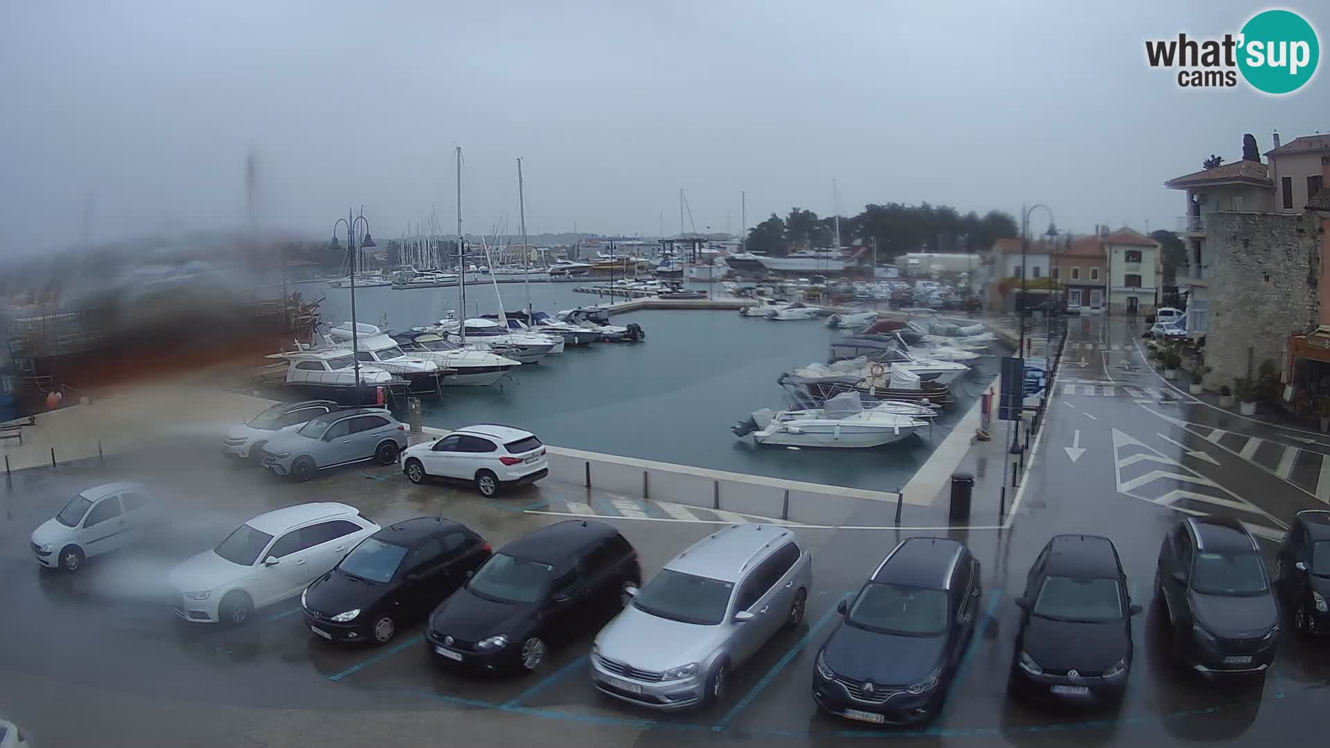 Novigrad | Porporela marina