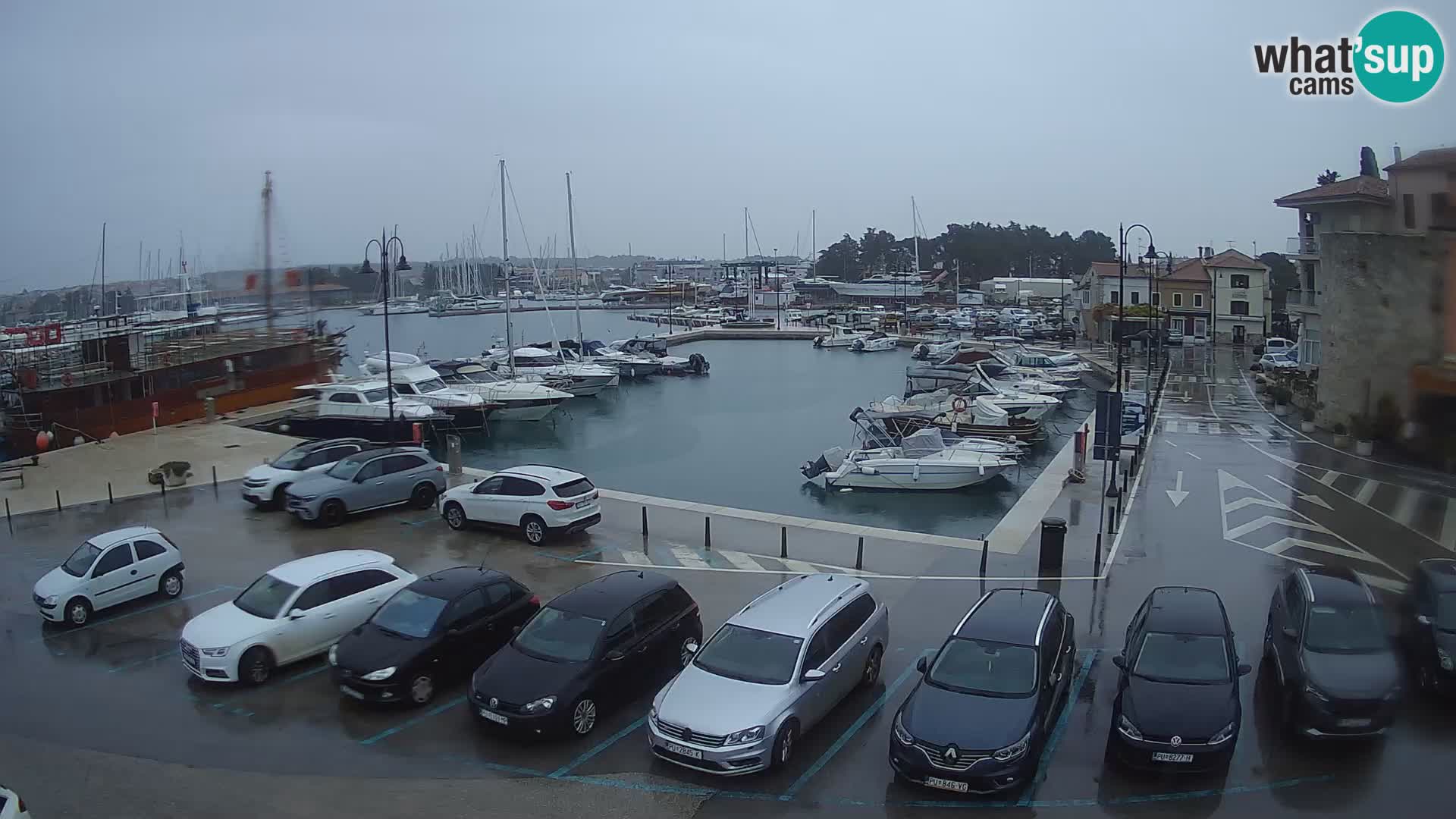 Novigrad | Porporela marina