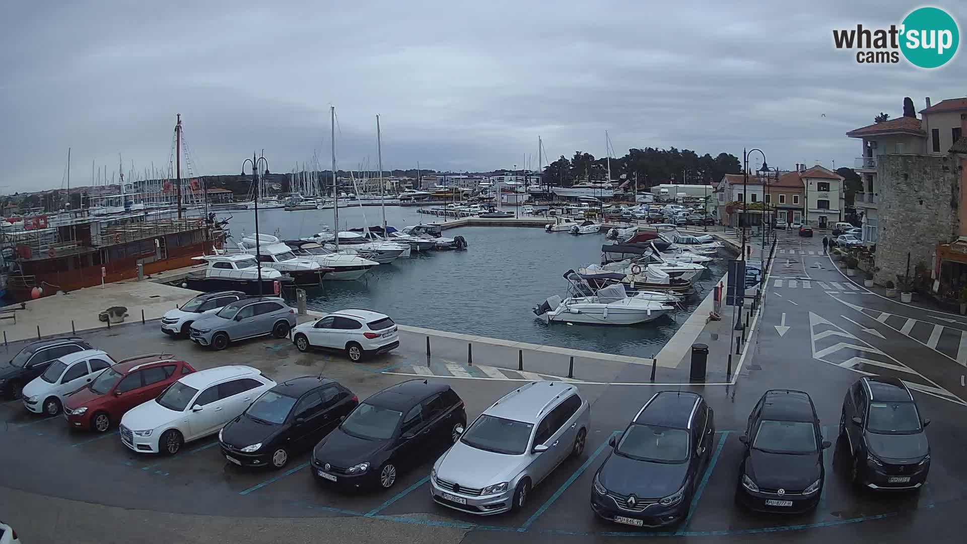 Novigrad | Porporela marina