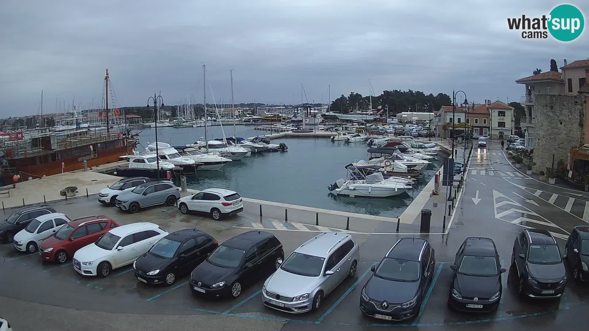 Novigrad | Porporela marina