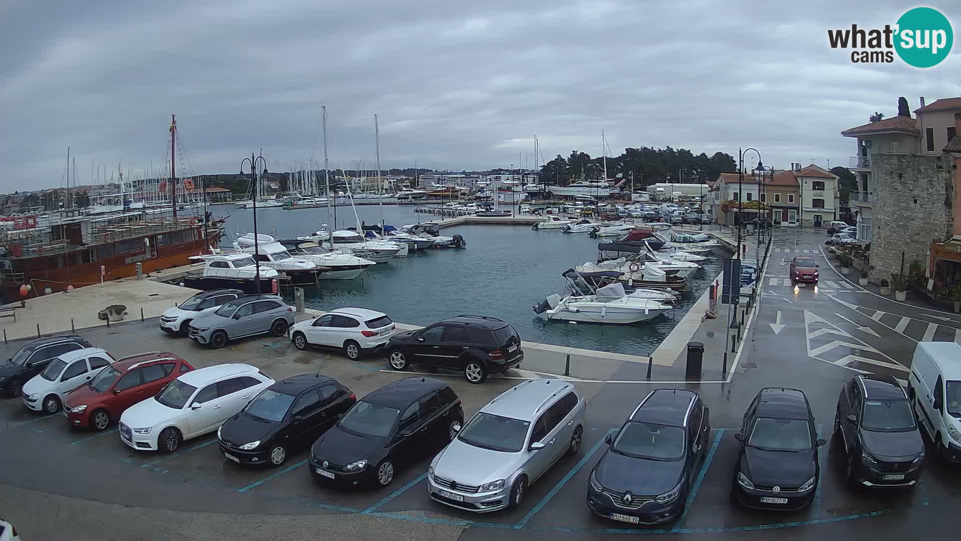 Novigrad | Porporela marina