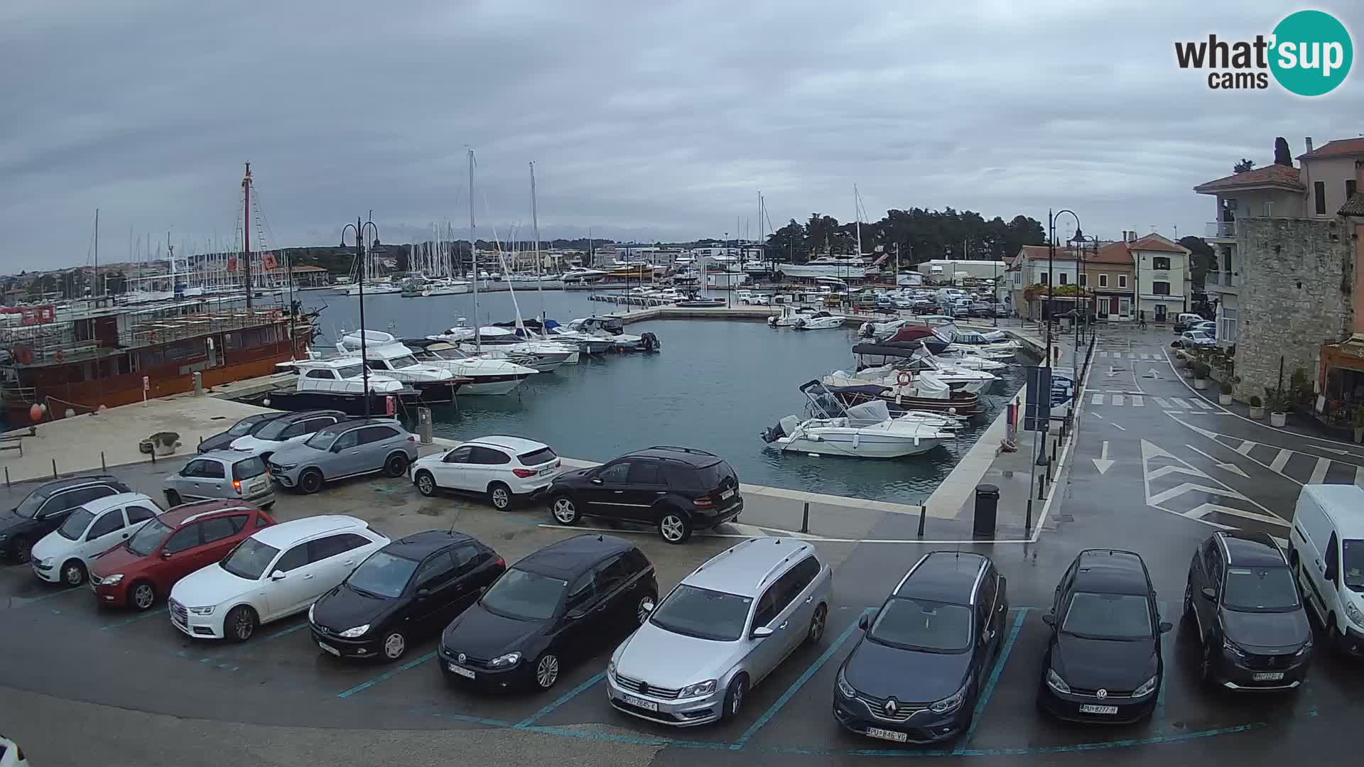 Novigrad | Porporela marina