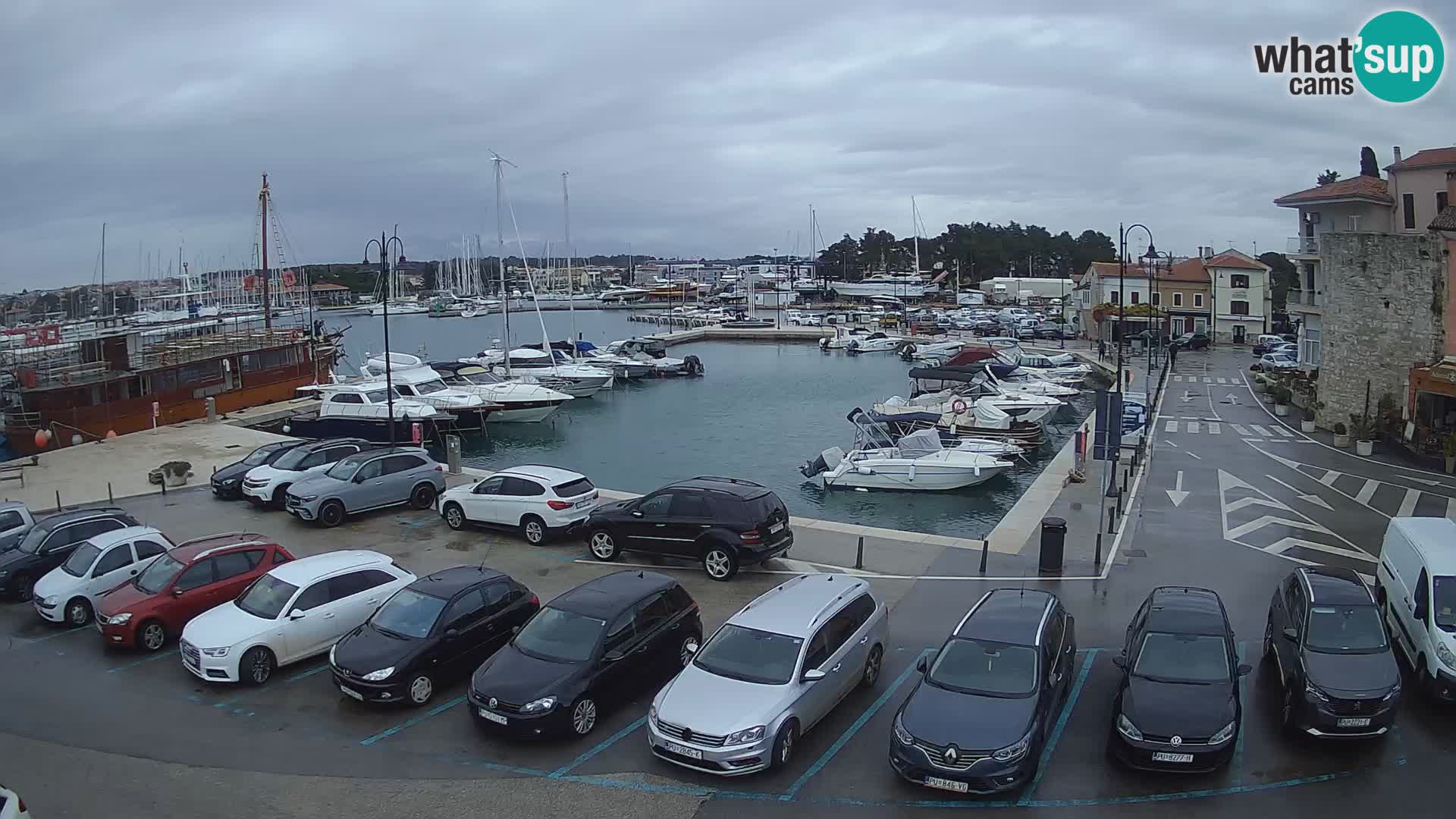 Novigrad | Porporela marina