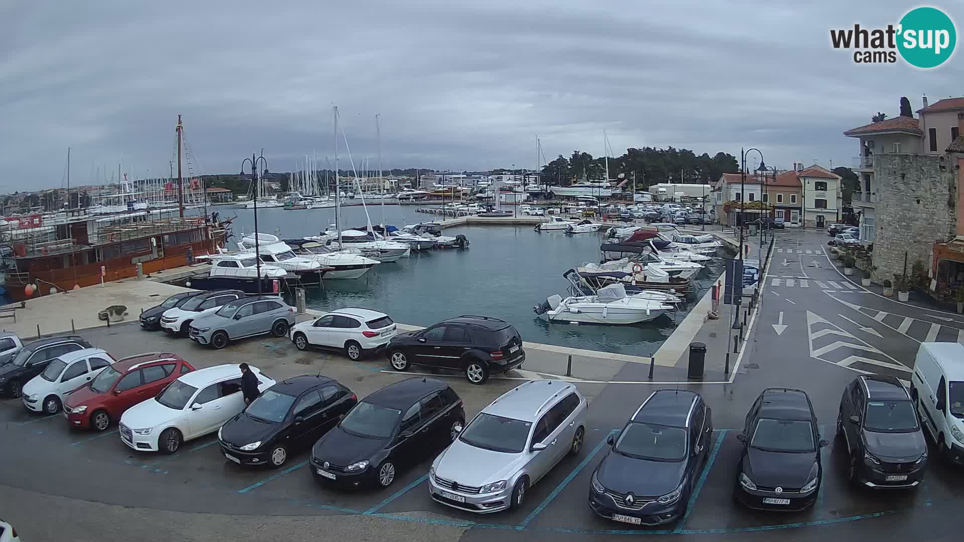 Novigrad | Porporela marina