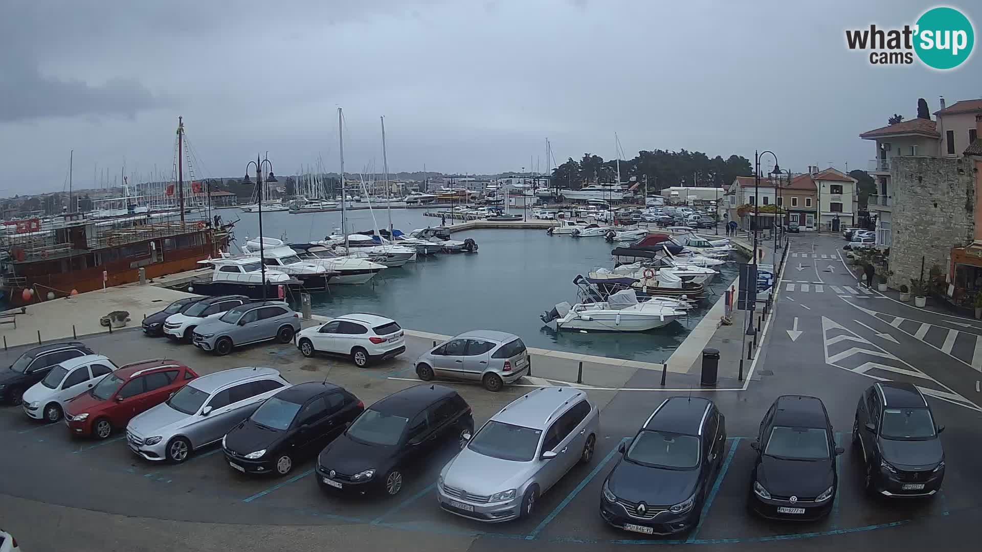 Novigrad | Porporela marina