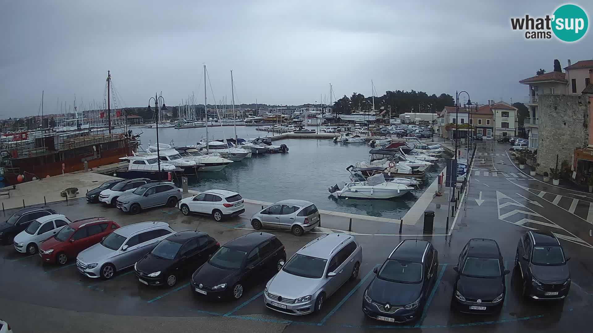 Novigrad | Porporela marina