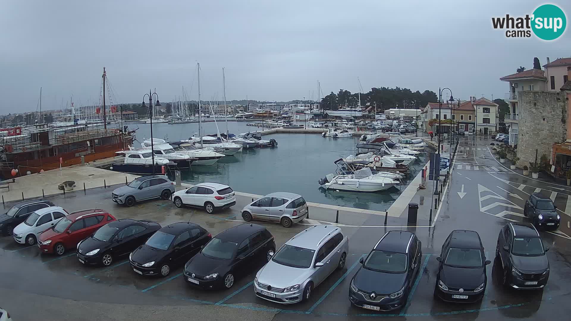 Novigrad | Porporela marina