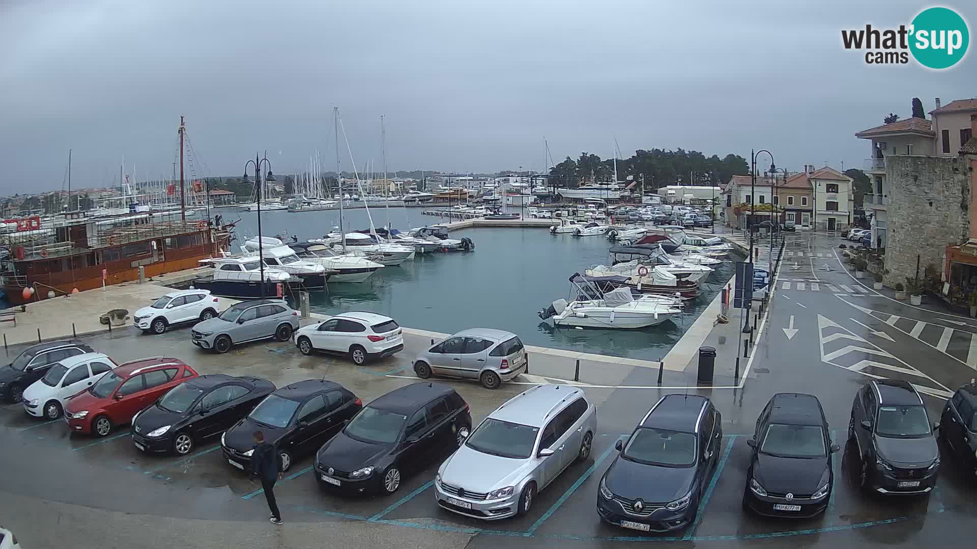 Novigrad | Porporela marina
