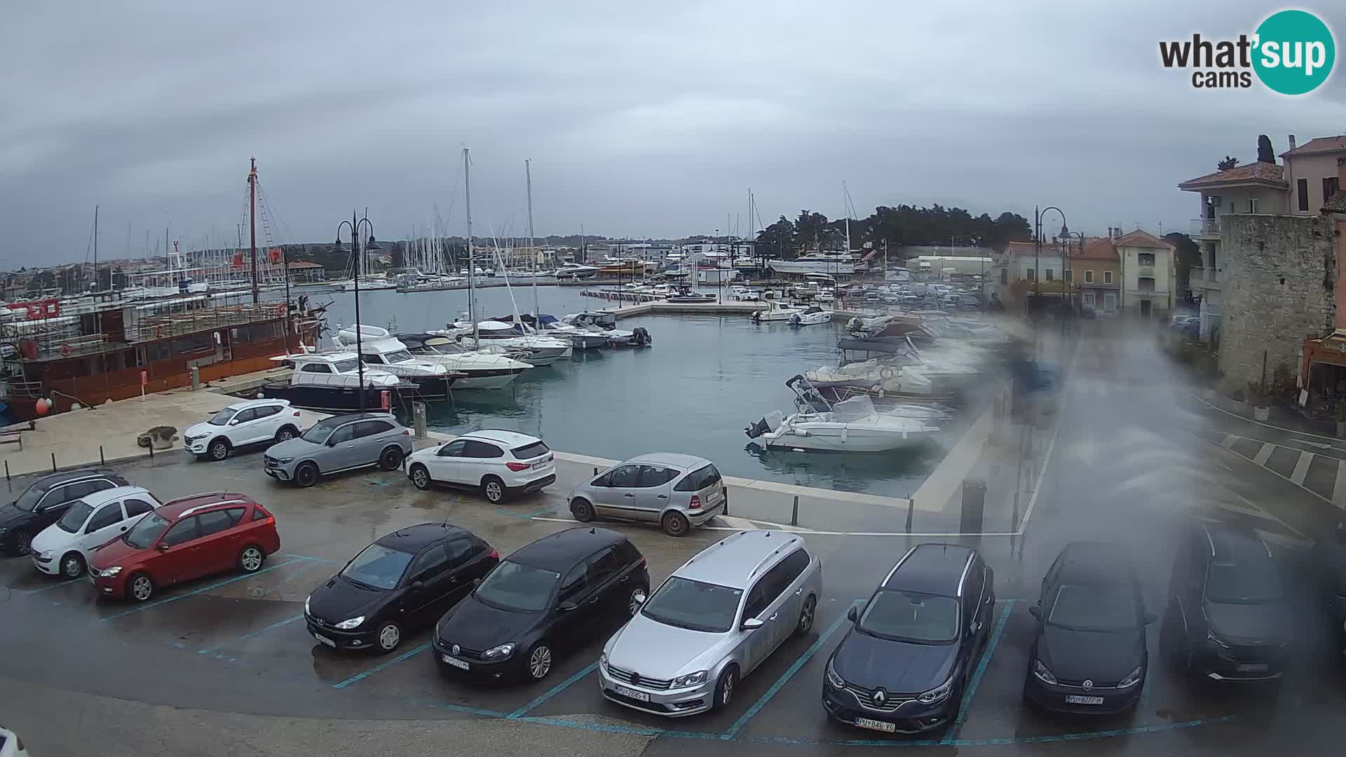 Novigrad | Porporela marina