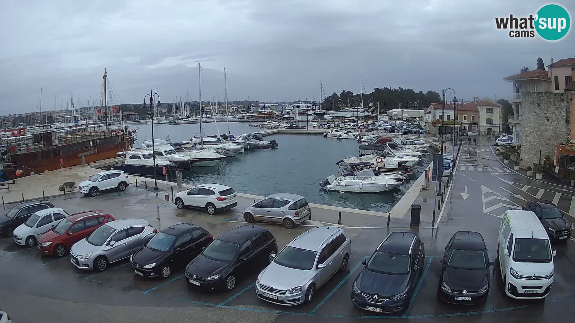 Novigrad | Porporela marina