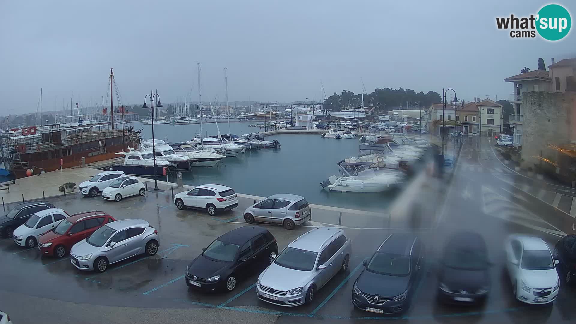 Novigrad | Porporela marina