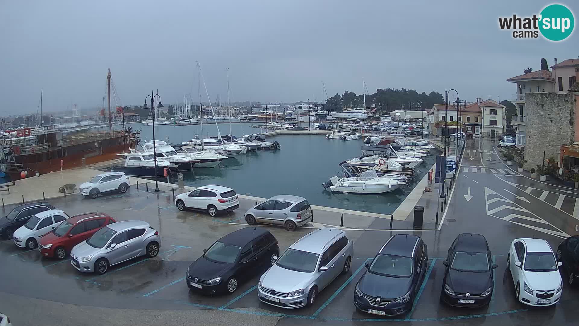 Novigrad | Porporela marina