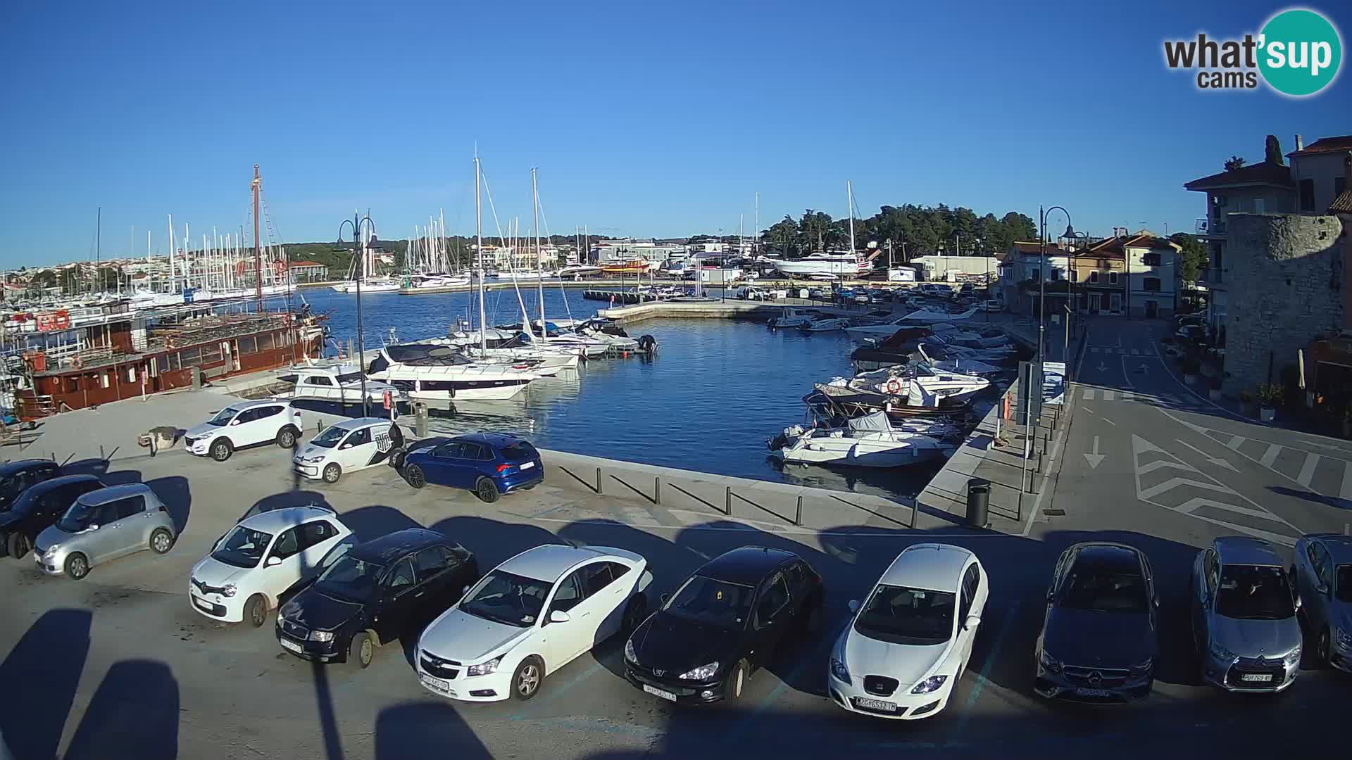 Novigrad | Porporela marina