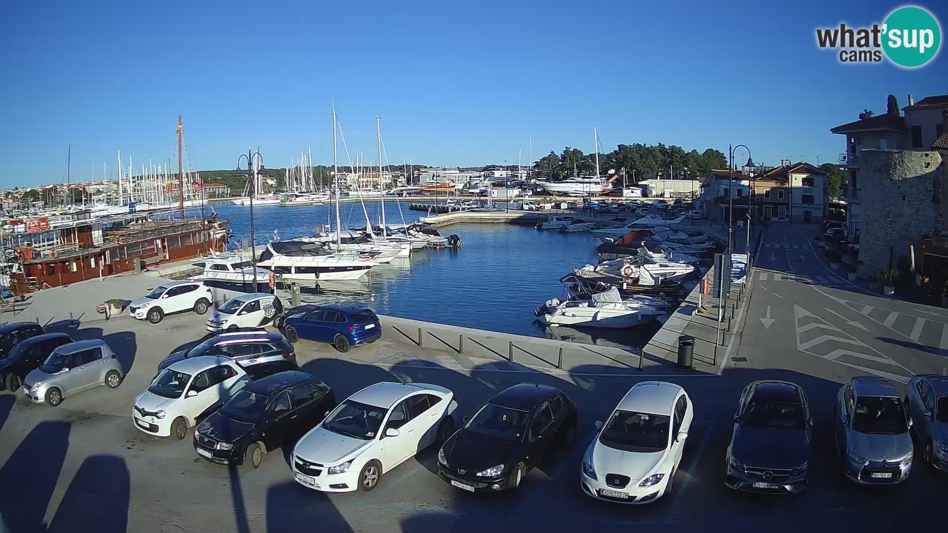 Novigrad | Porporela marina