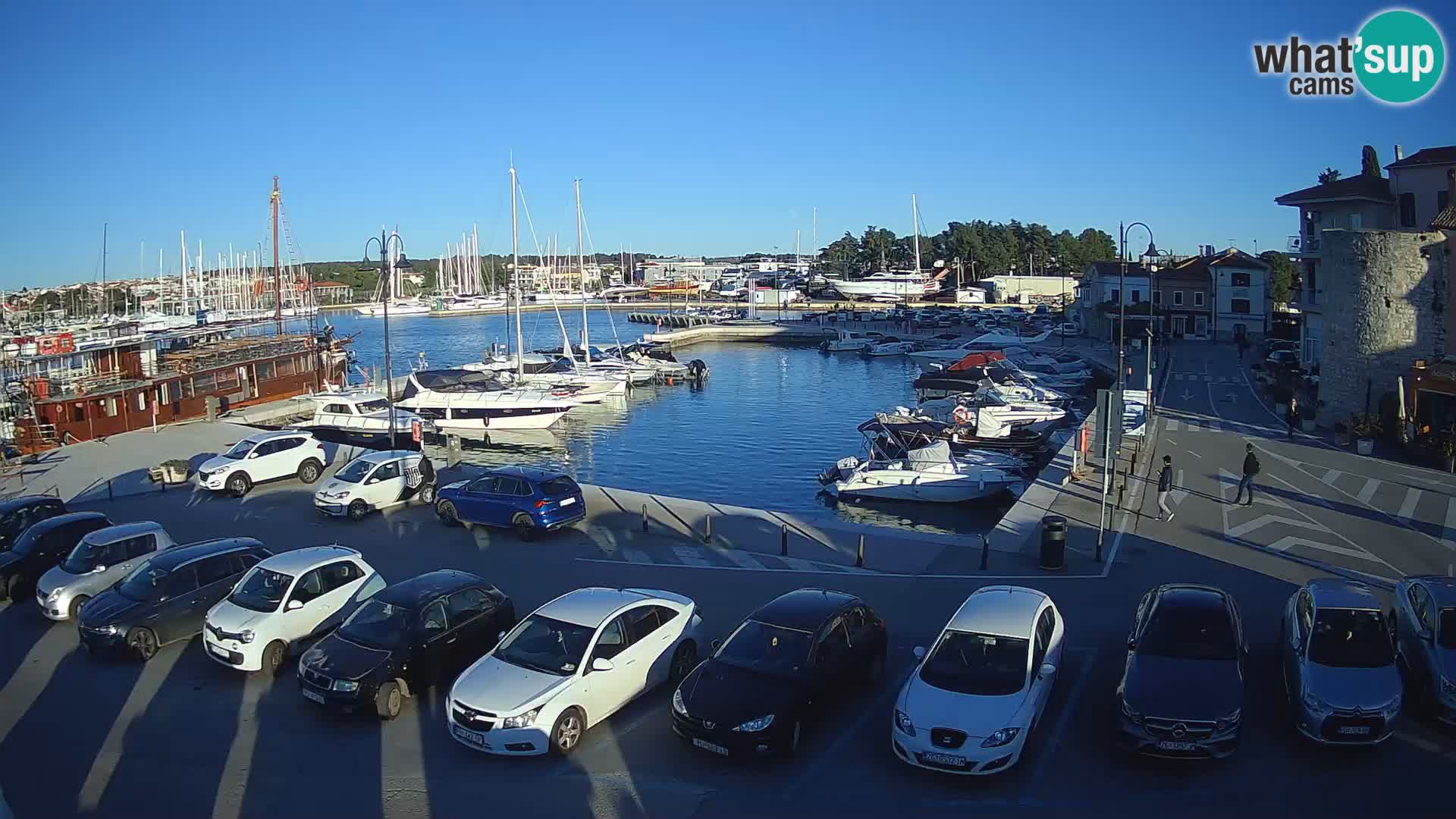 Novigrad | Porporela marina