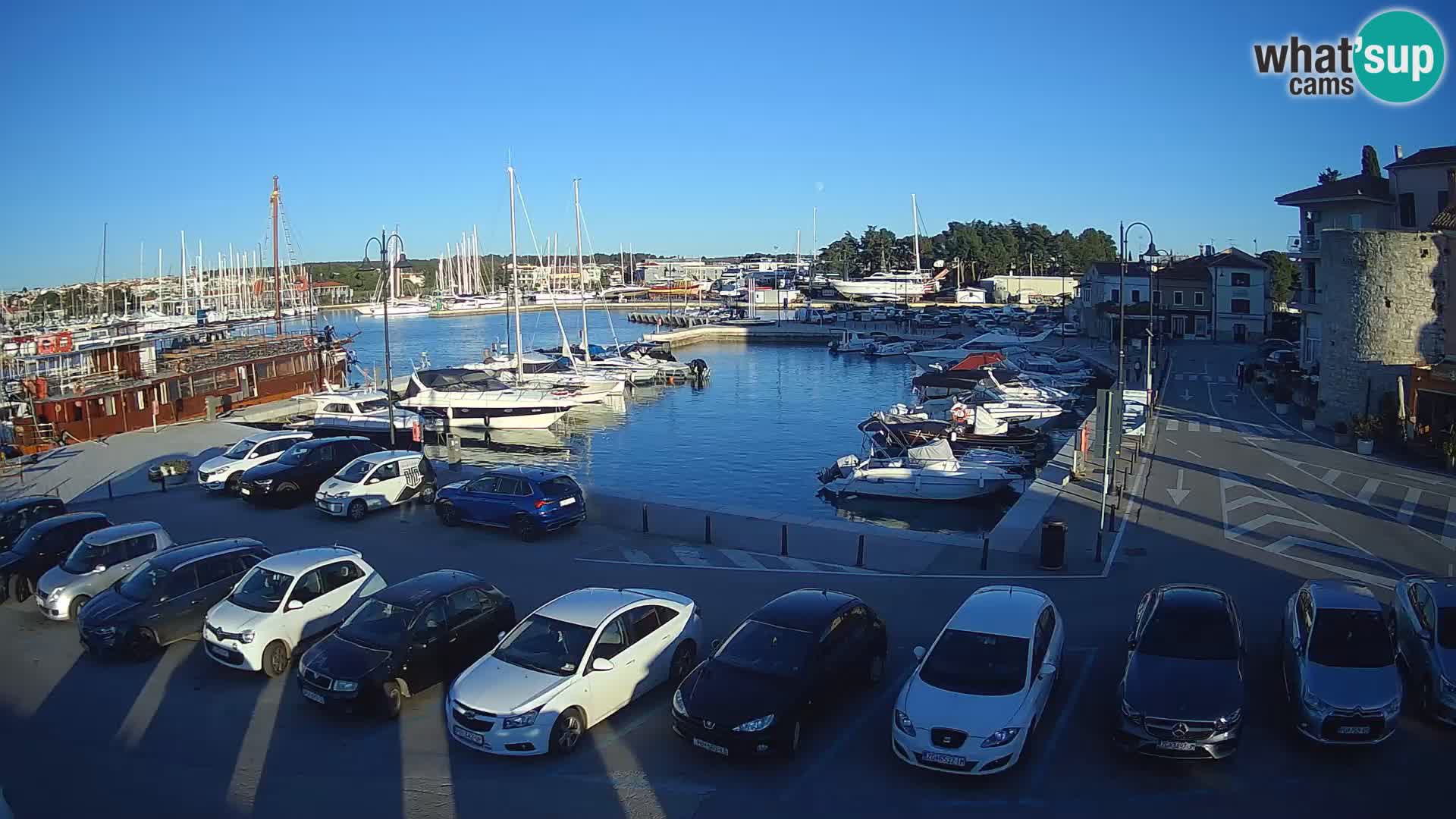 Novigrad | Porporela marina