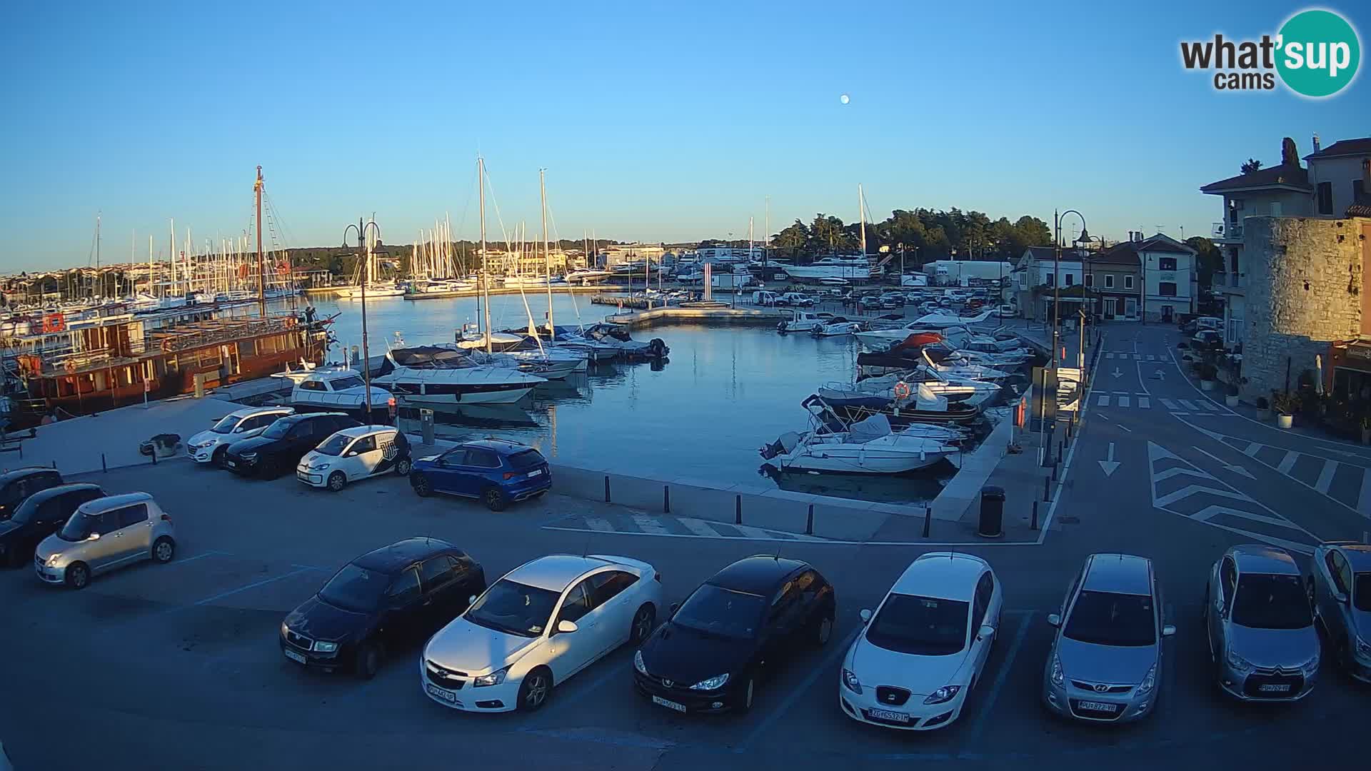 Novigrad | Porporela marina