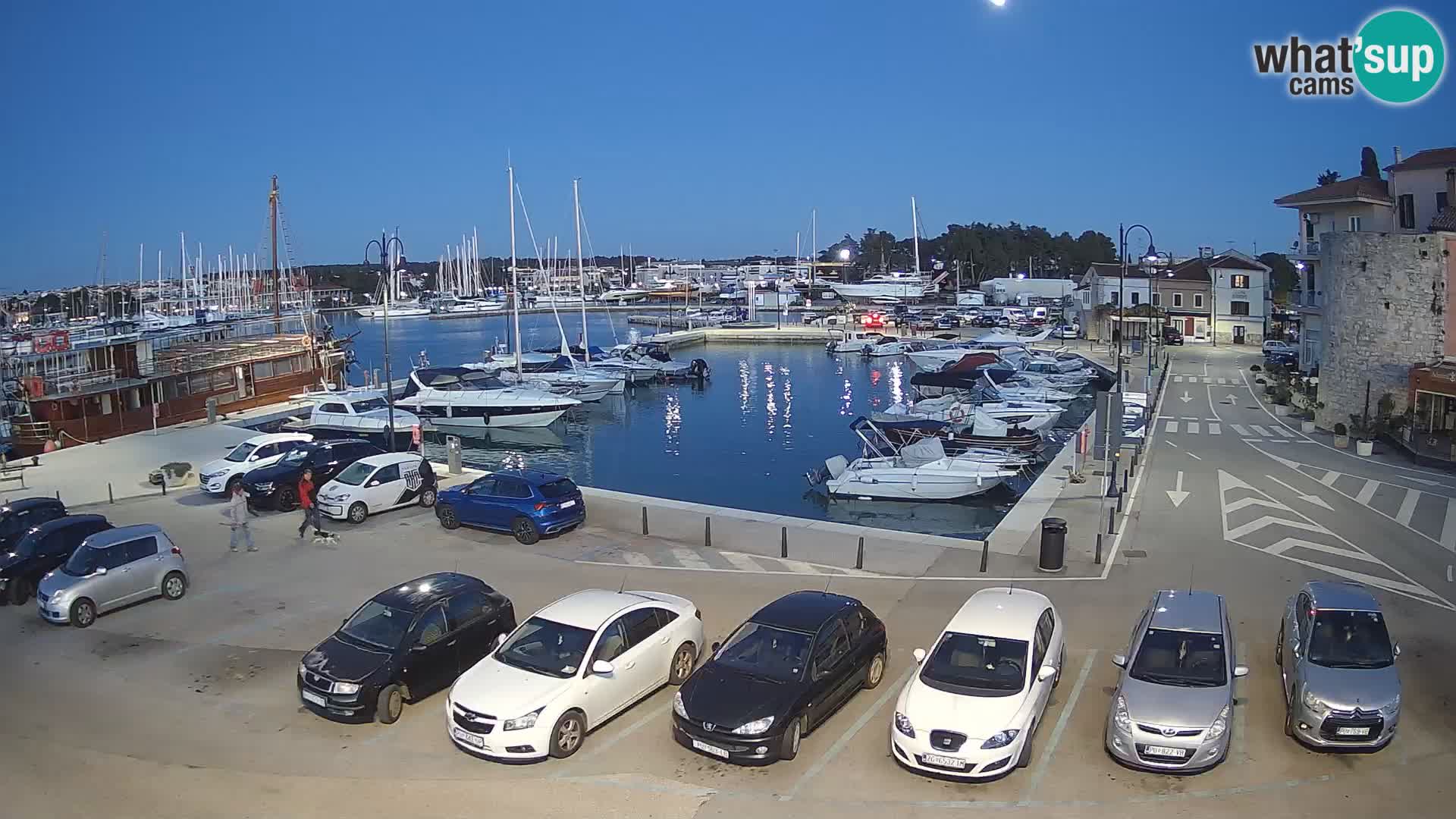 Novigrad | Porporela marina