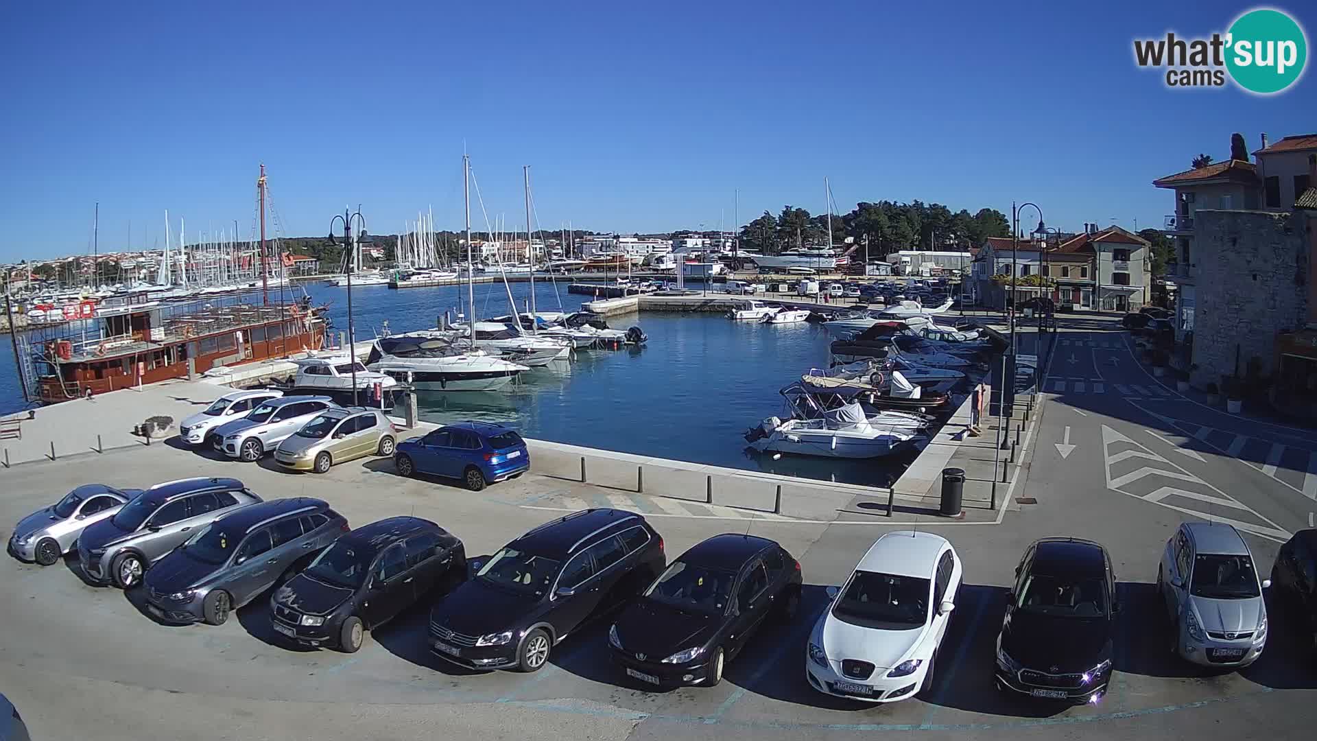 Novigrad | Porporela marina