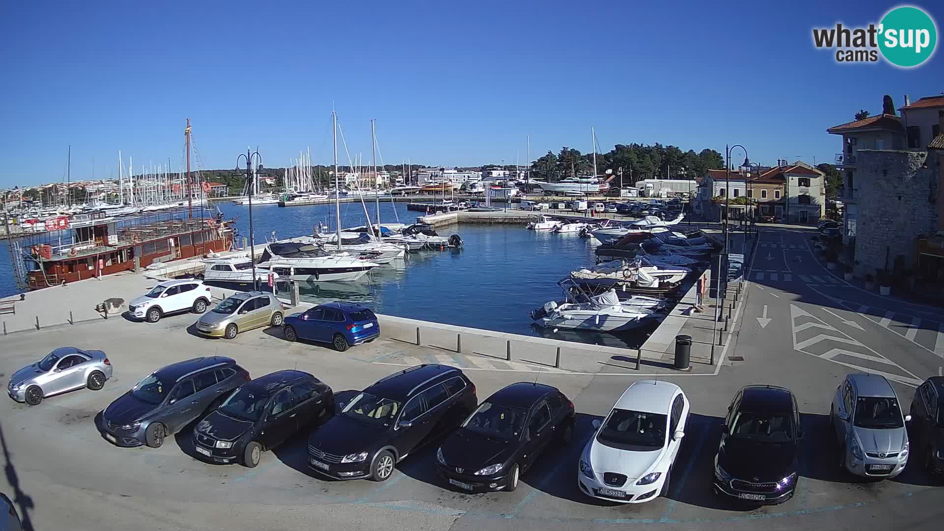 Novigrad | Porporela marina