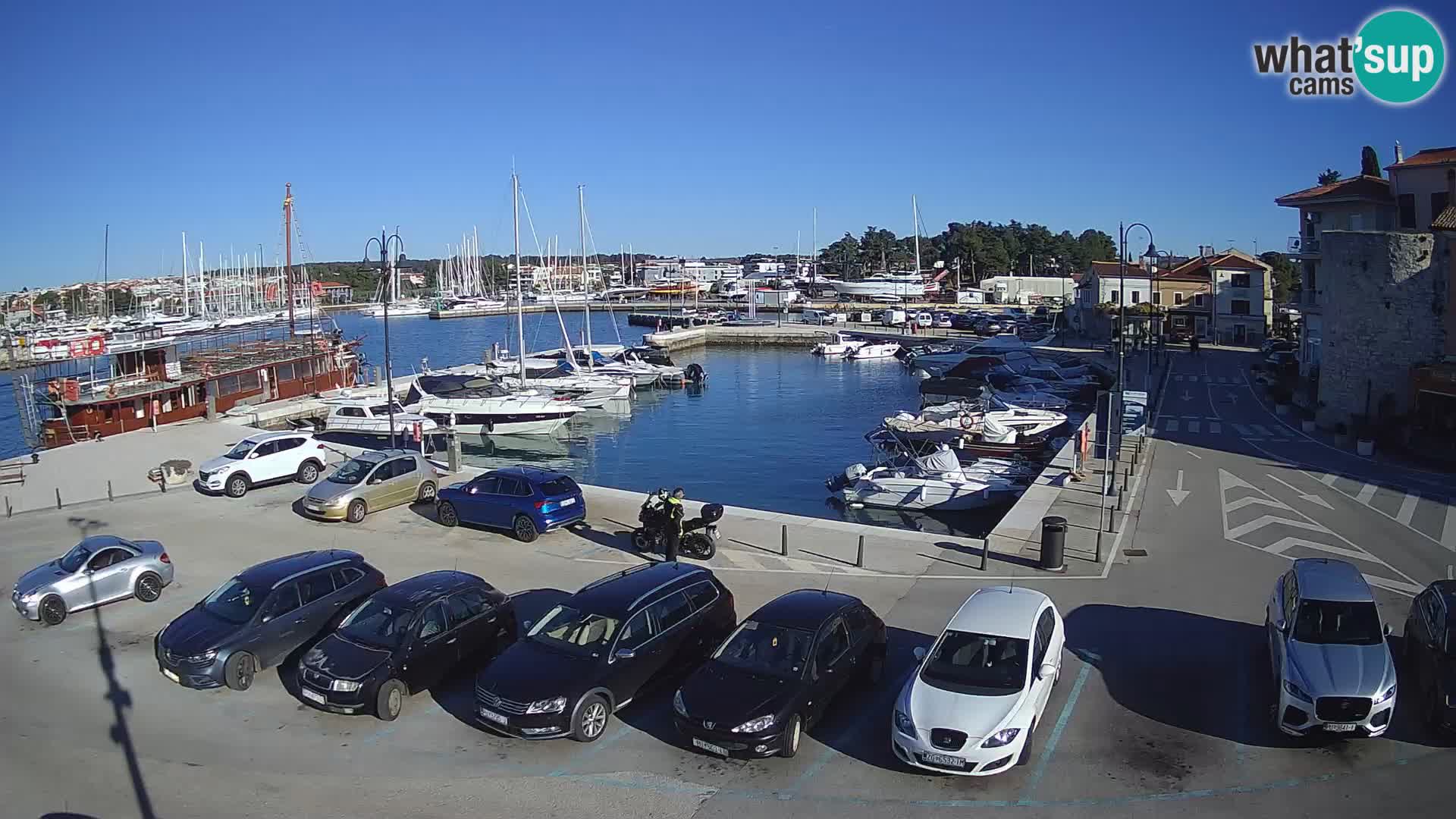 Novigrad | Porporela marina