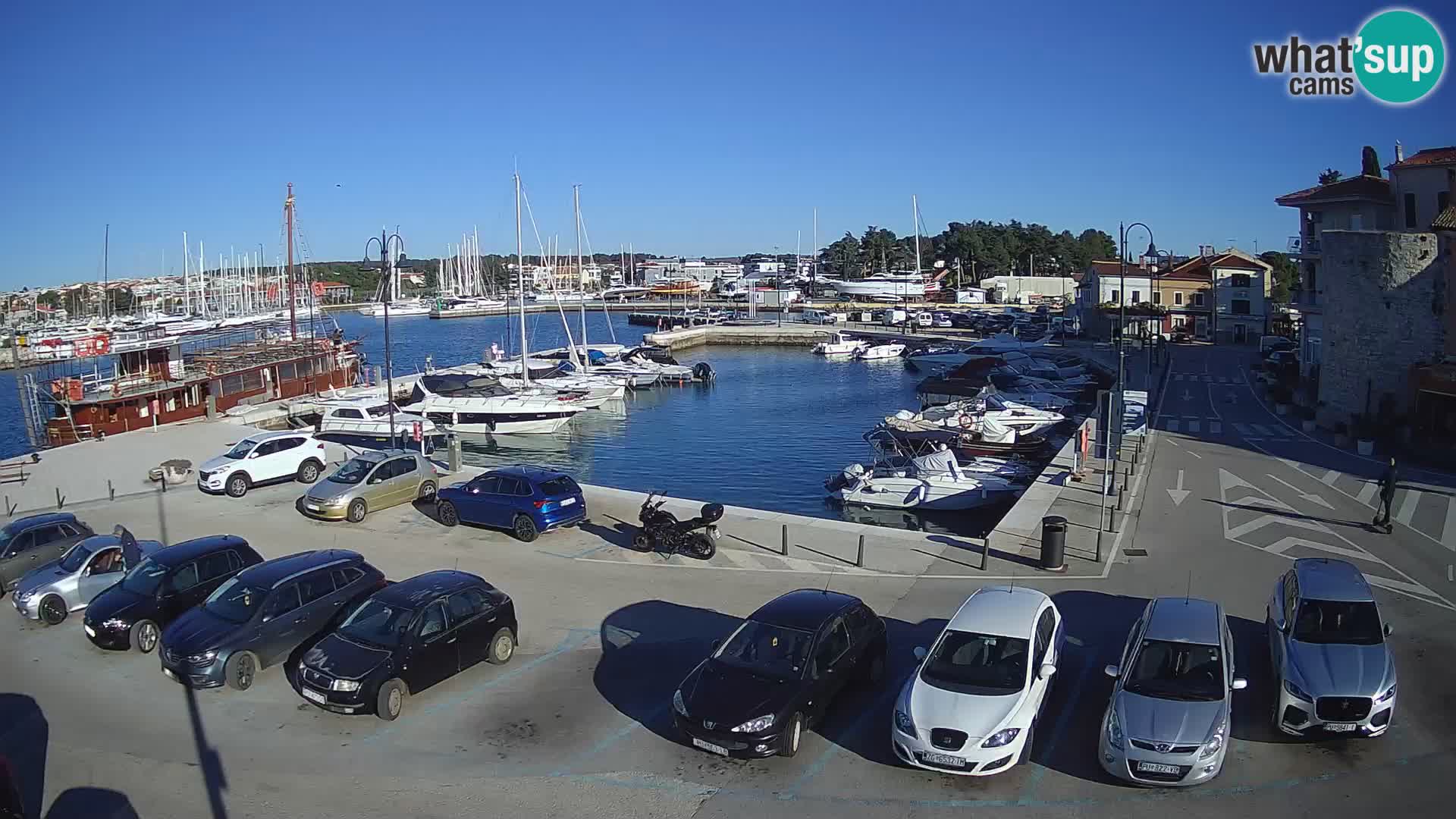 Novigrad | Porporela marina