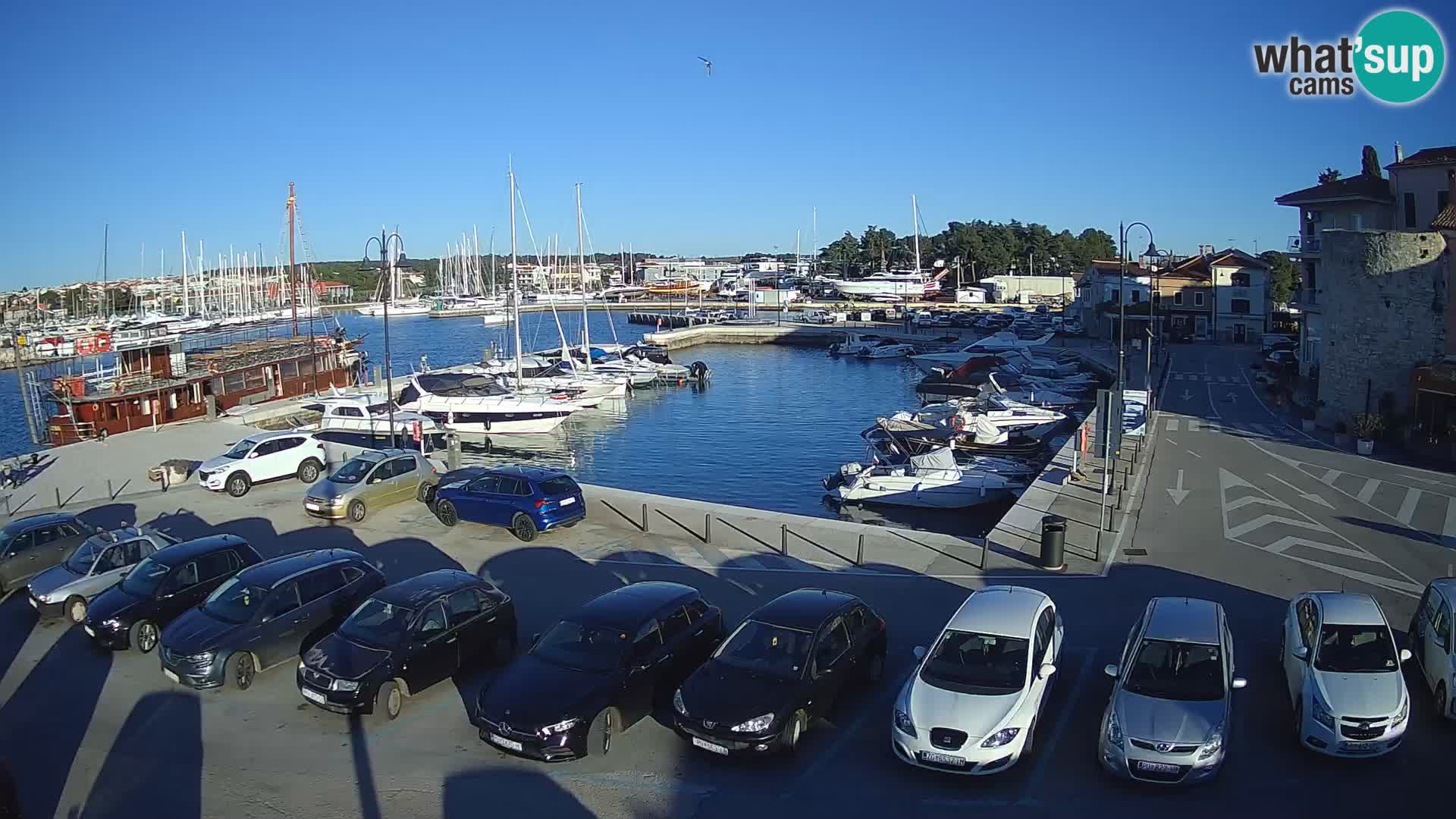 Novigrad | Porporela marina