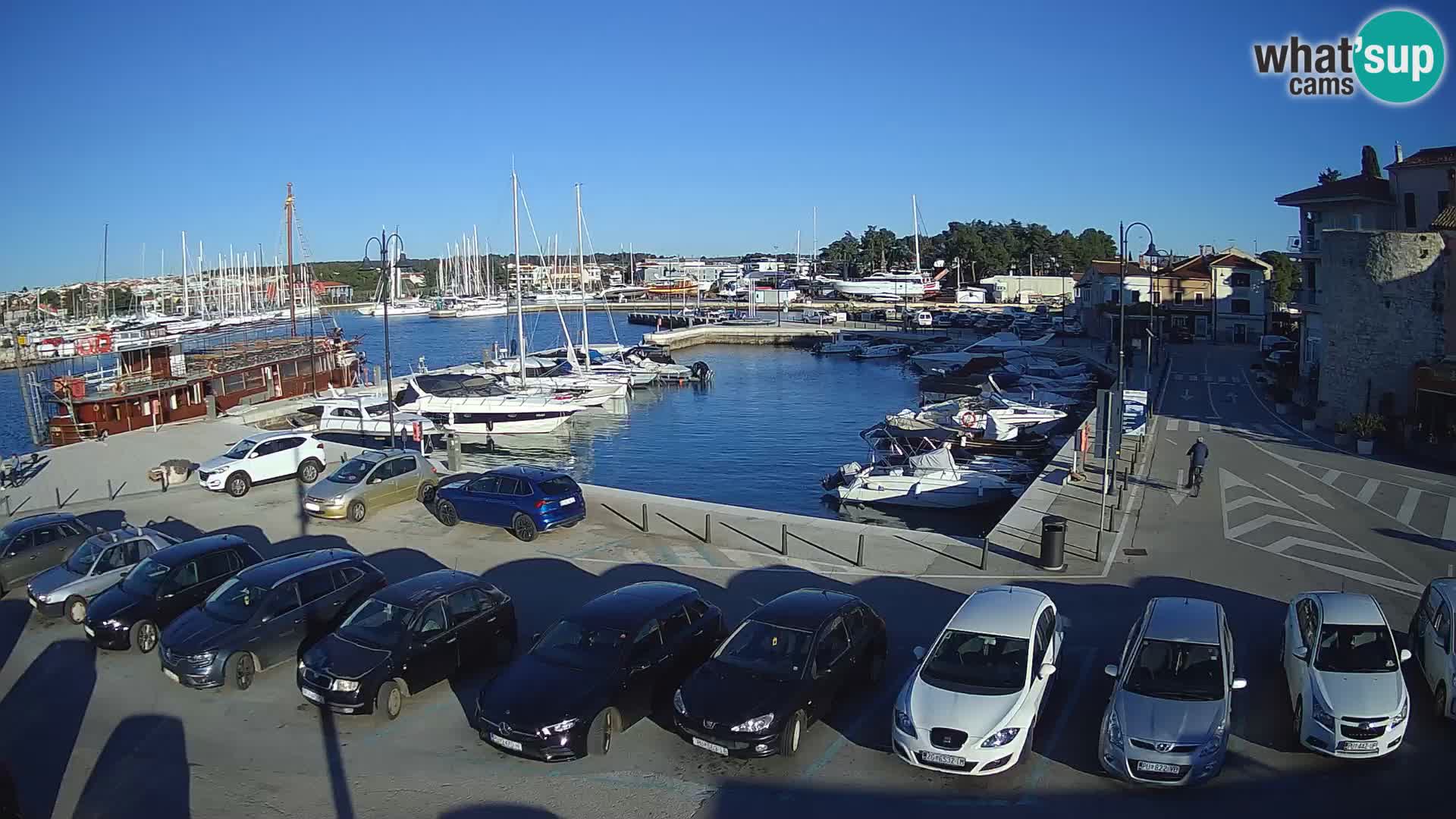 Novigrad | Porporela marina