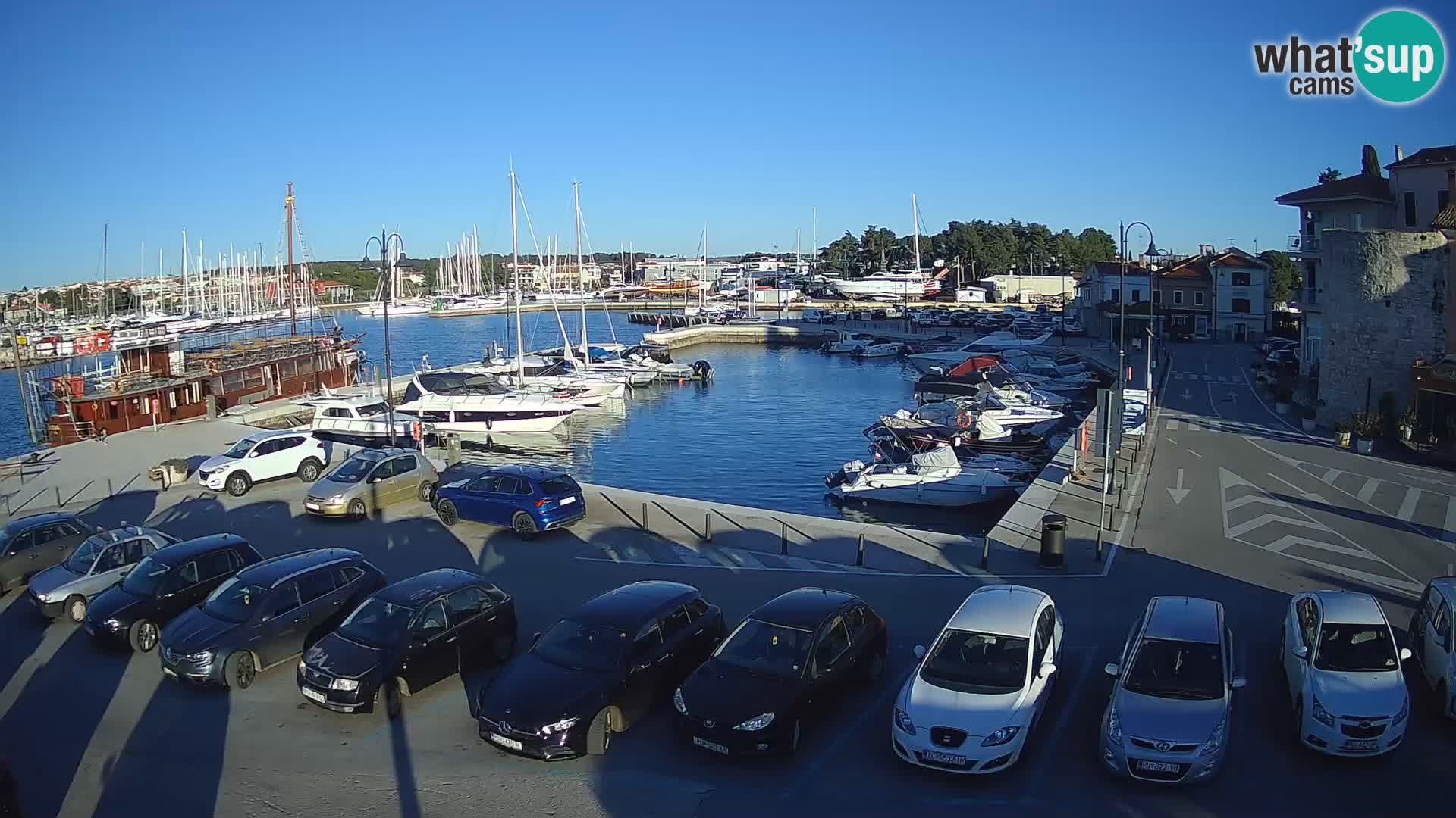 Novigrad | Porporela marina