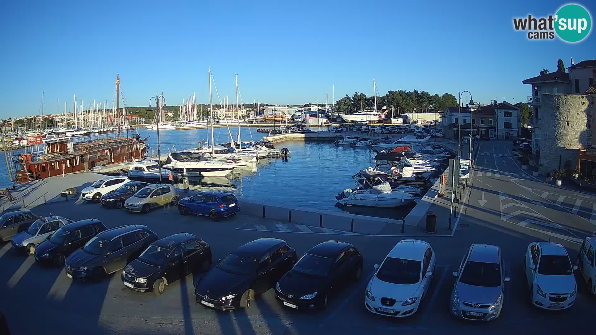 Novigrad | Porporela marina