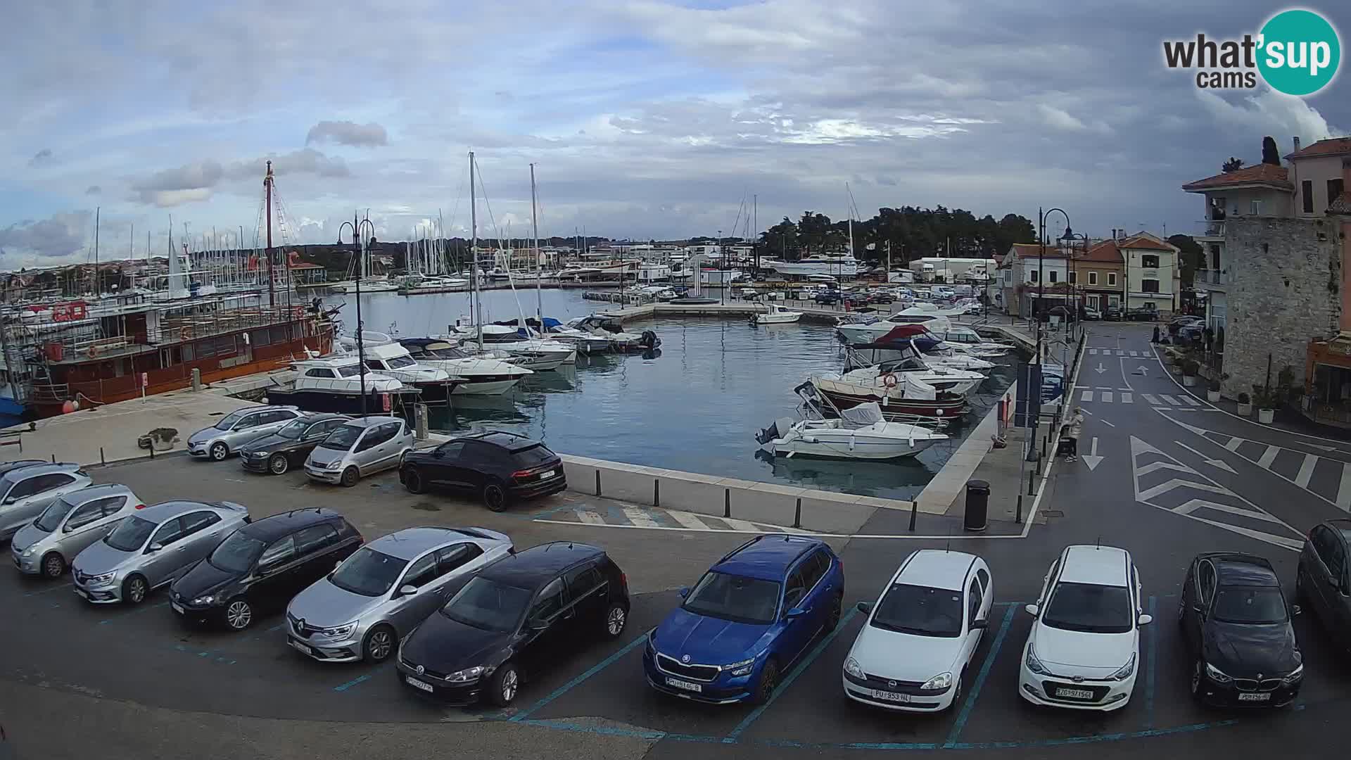 Novigrad | Porporela marina