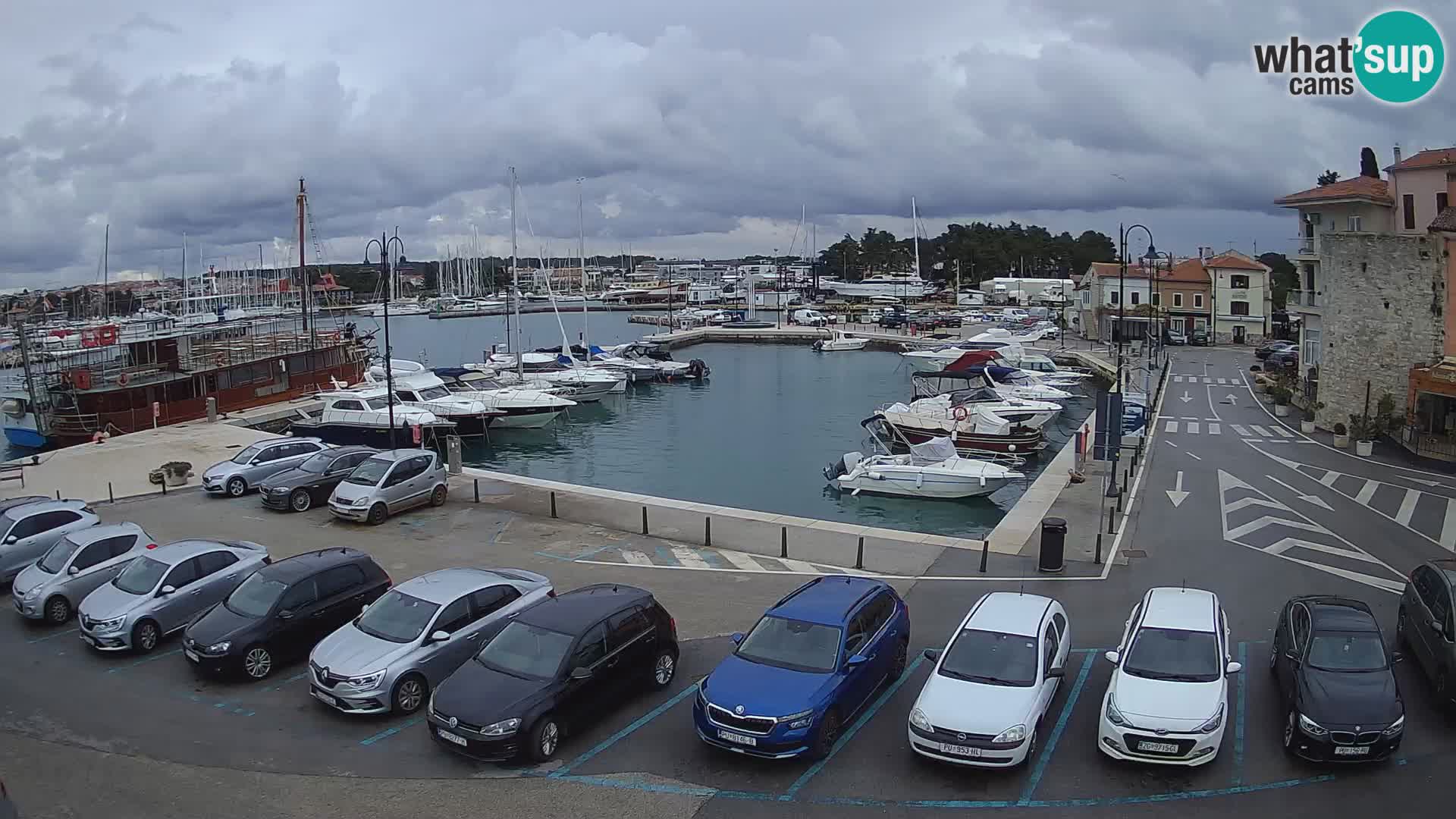 Novigrad | Porporela marina