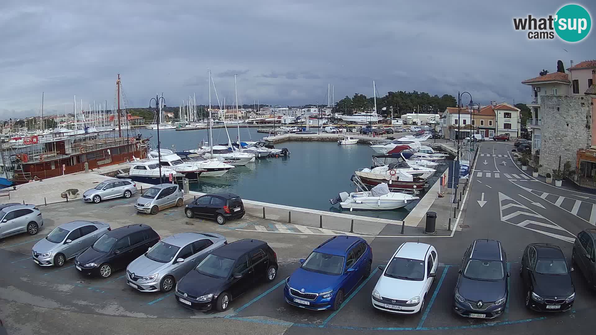 Novigrad | Porporela marina